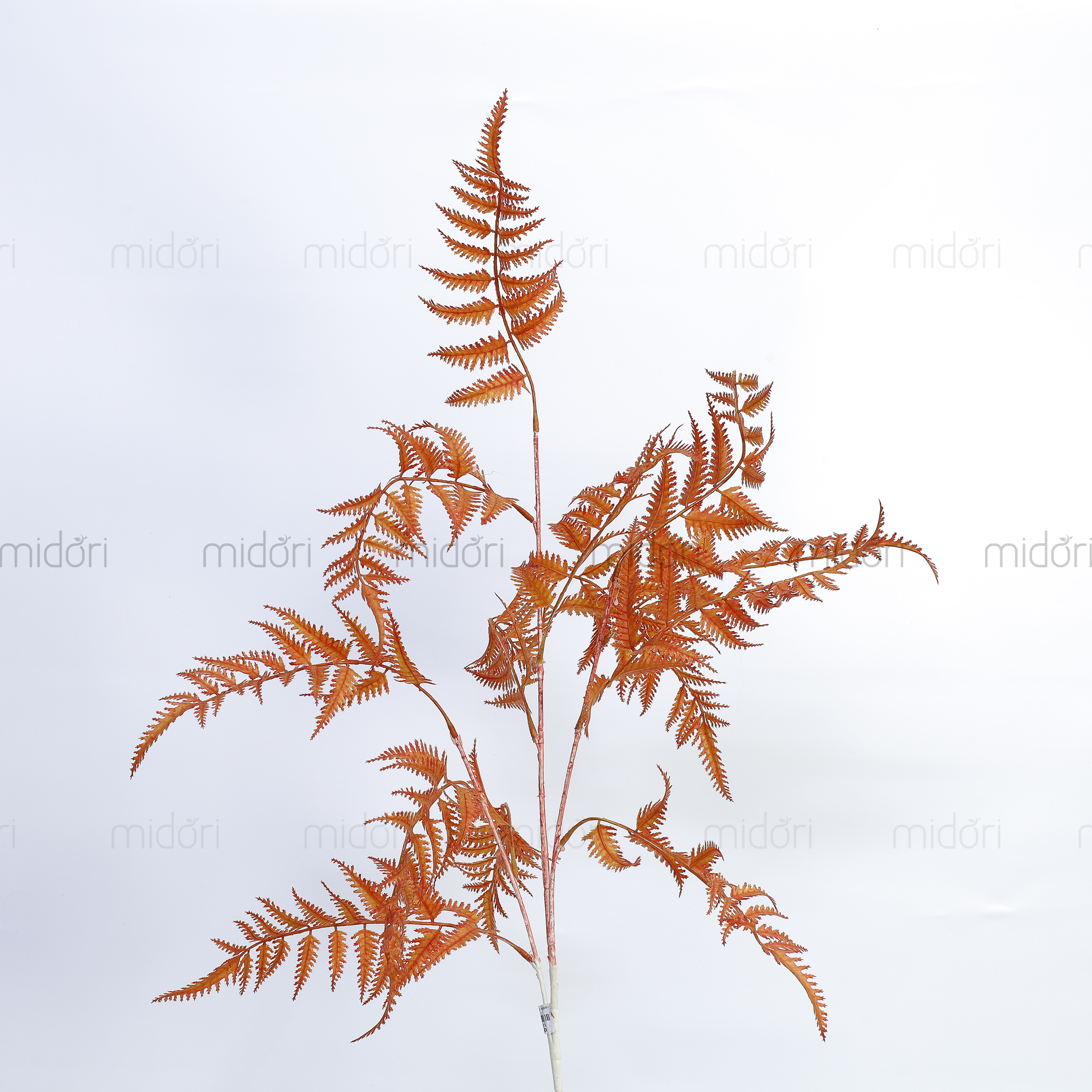Cành dương xỉ nhật nhiều nhánh - MD - Ảnh 2