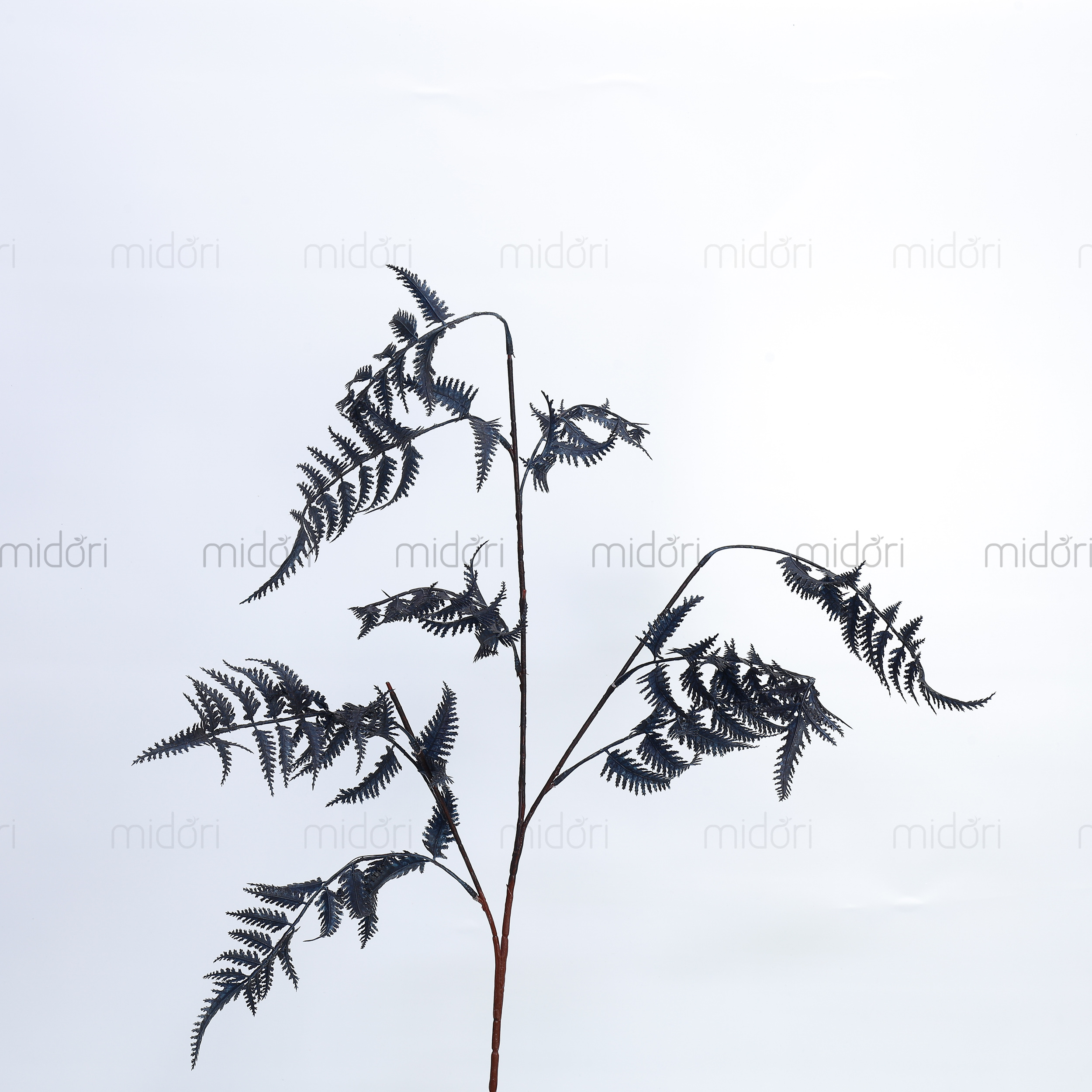 Cành dương xỉ nhật nhiều nhánh - MD - Ảnh 4