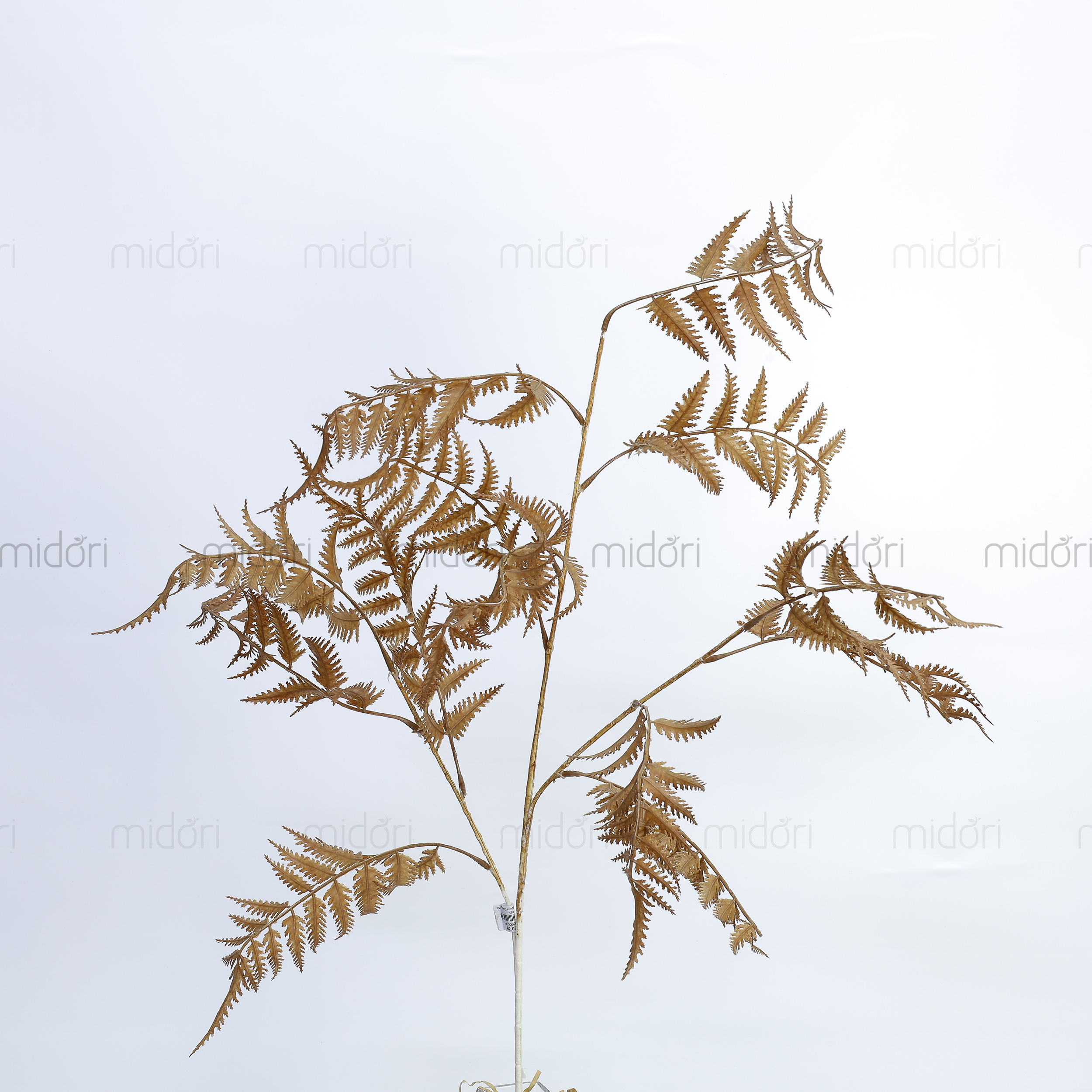Cành dương xỉ nhật nhiều nhánh - MD - Ảnh 5