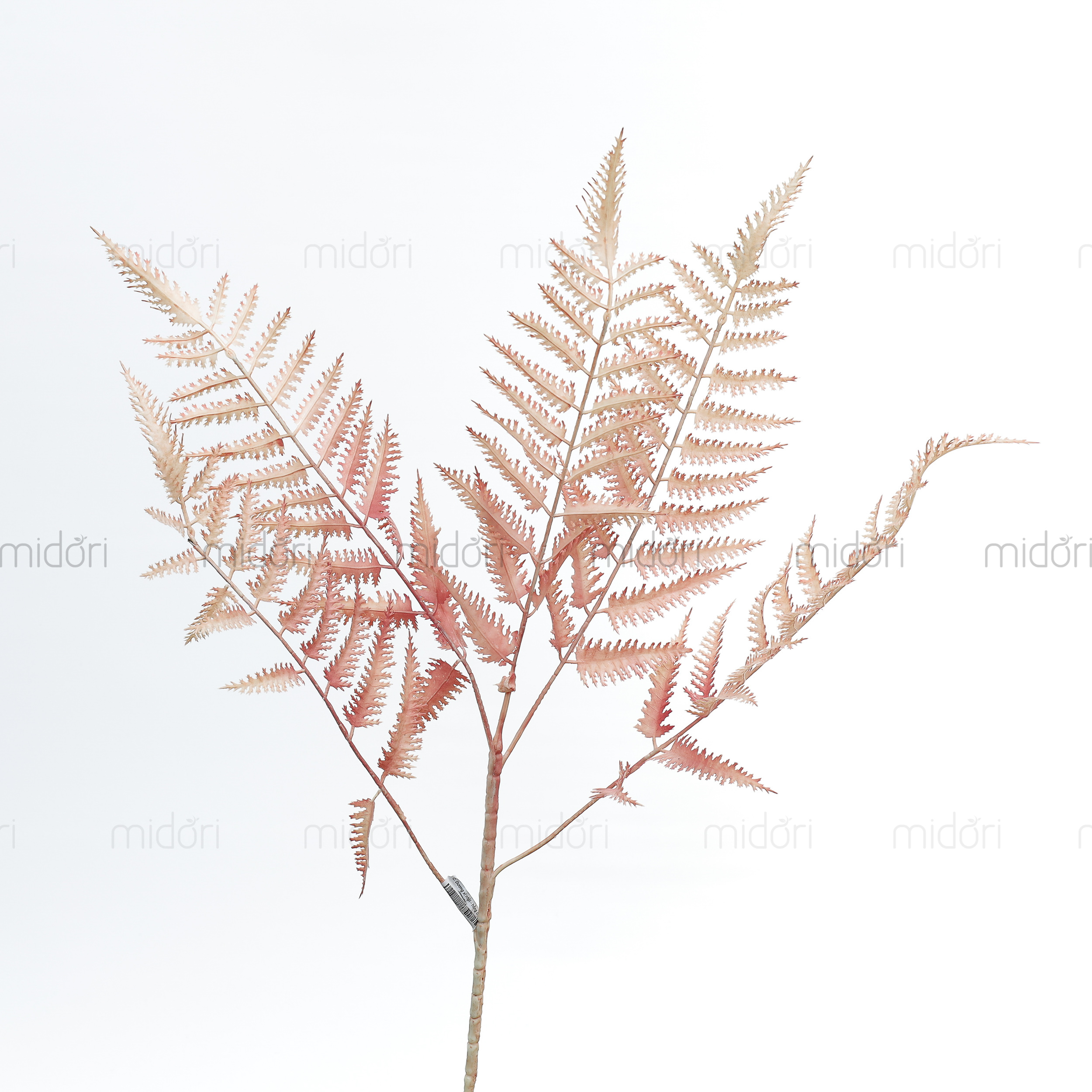 Cành dương xỉ nhật - SA - Ảnh 2