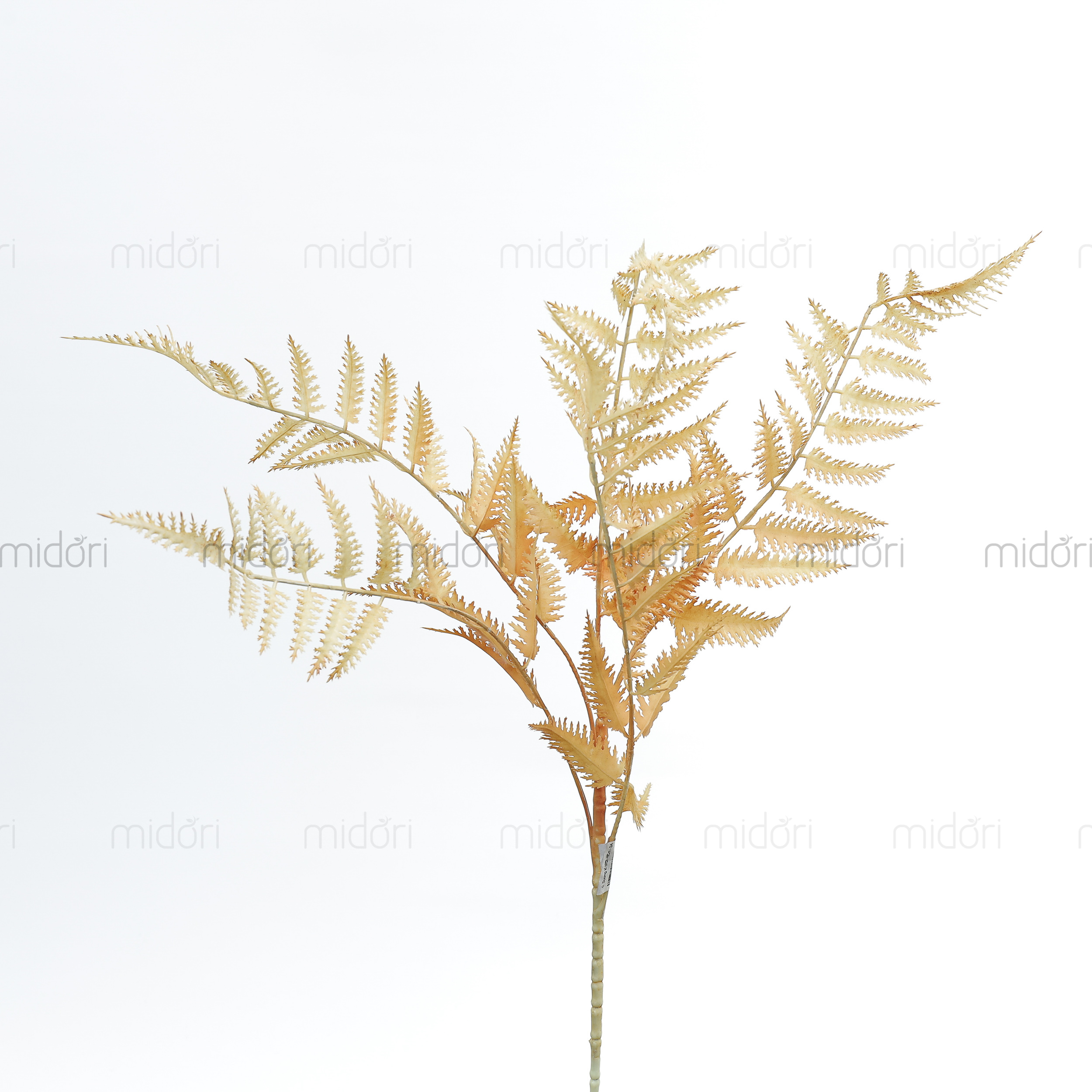 Cành dương xỉ nhật - SA - Ảnh 3