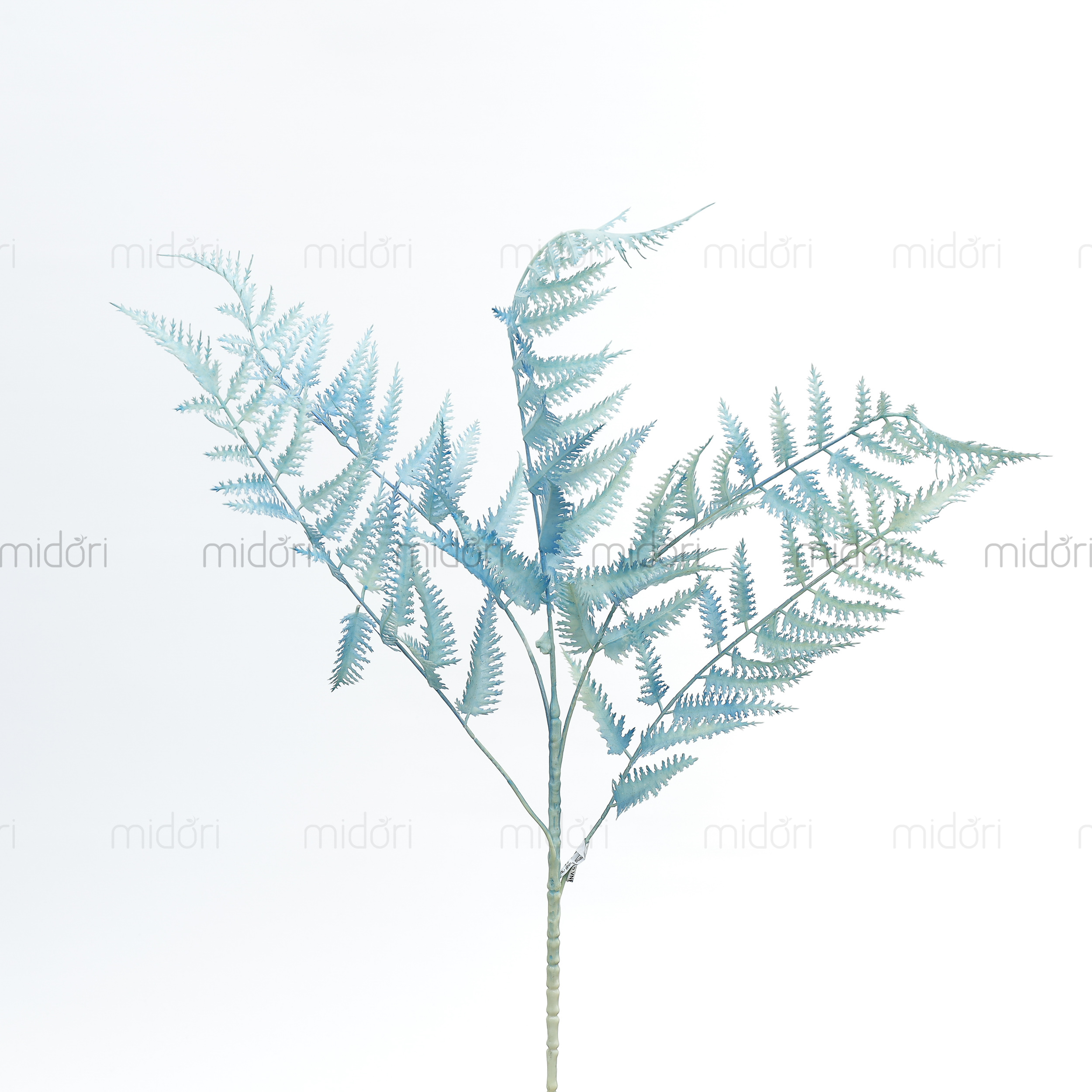 Cành dương xỉ nhật - SA - Ảnh 6