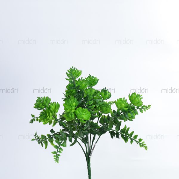 Sen đá hoa cỏ xoắn - RM