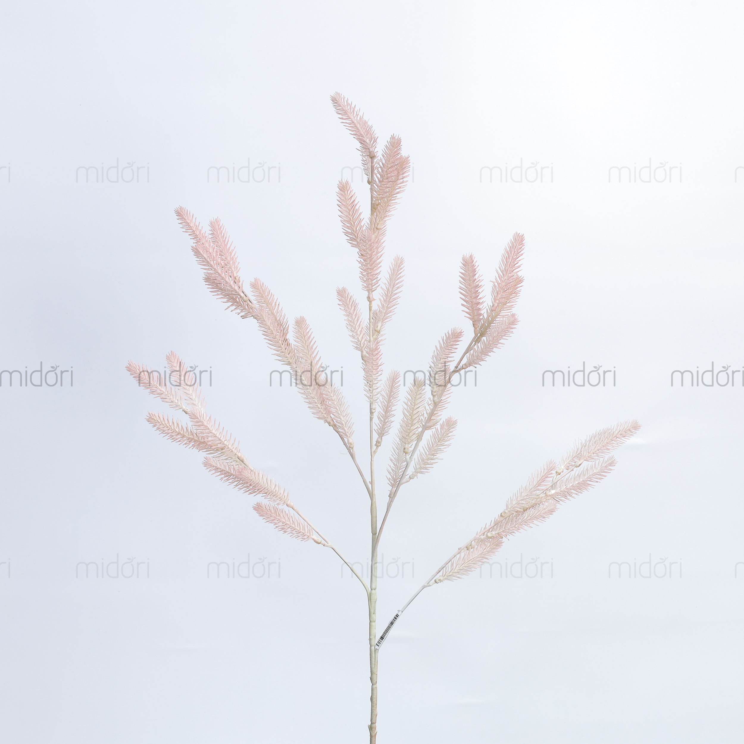 Cành lá thông - MD - Ảnh 3