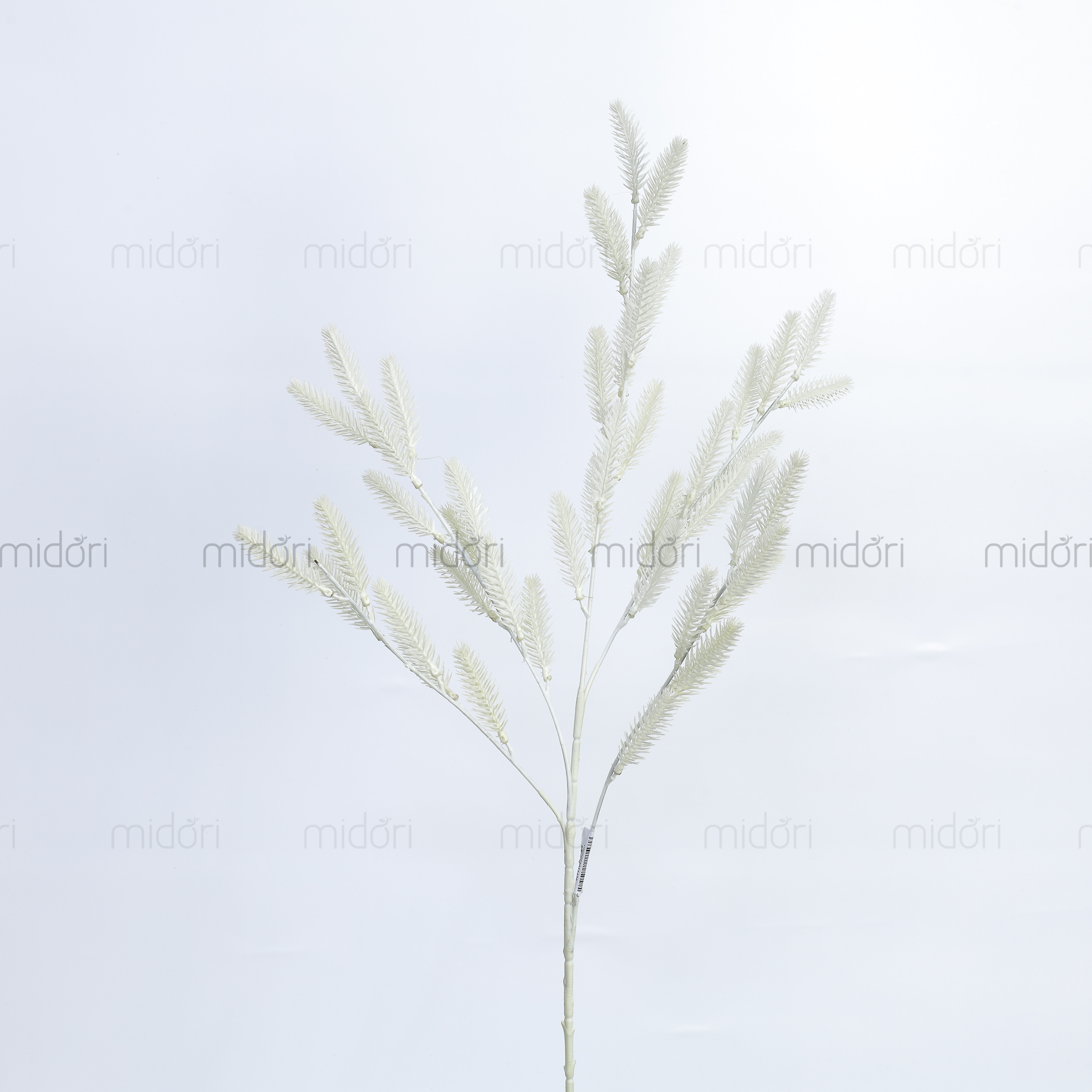 Cành lá thông - MD - Ảnh 4