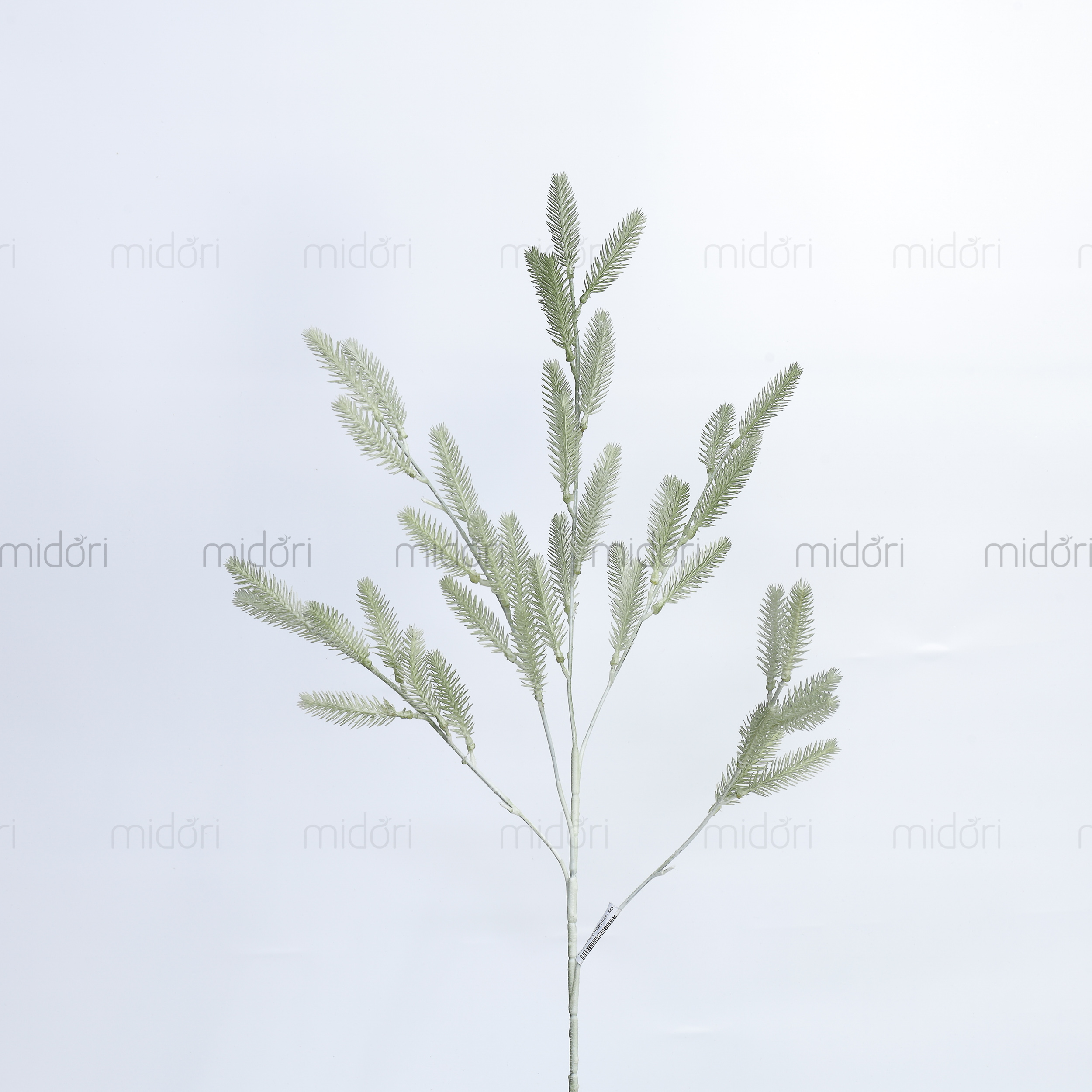 Cành lá thông - MD - Ảnh 5