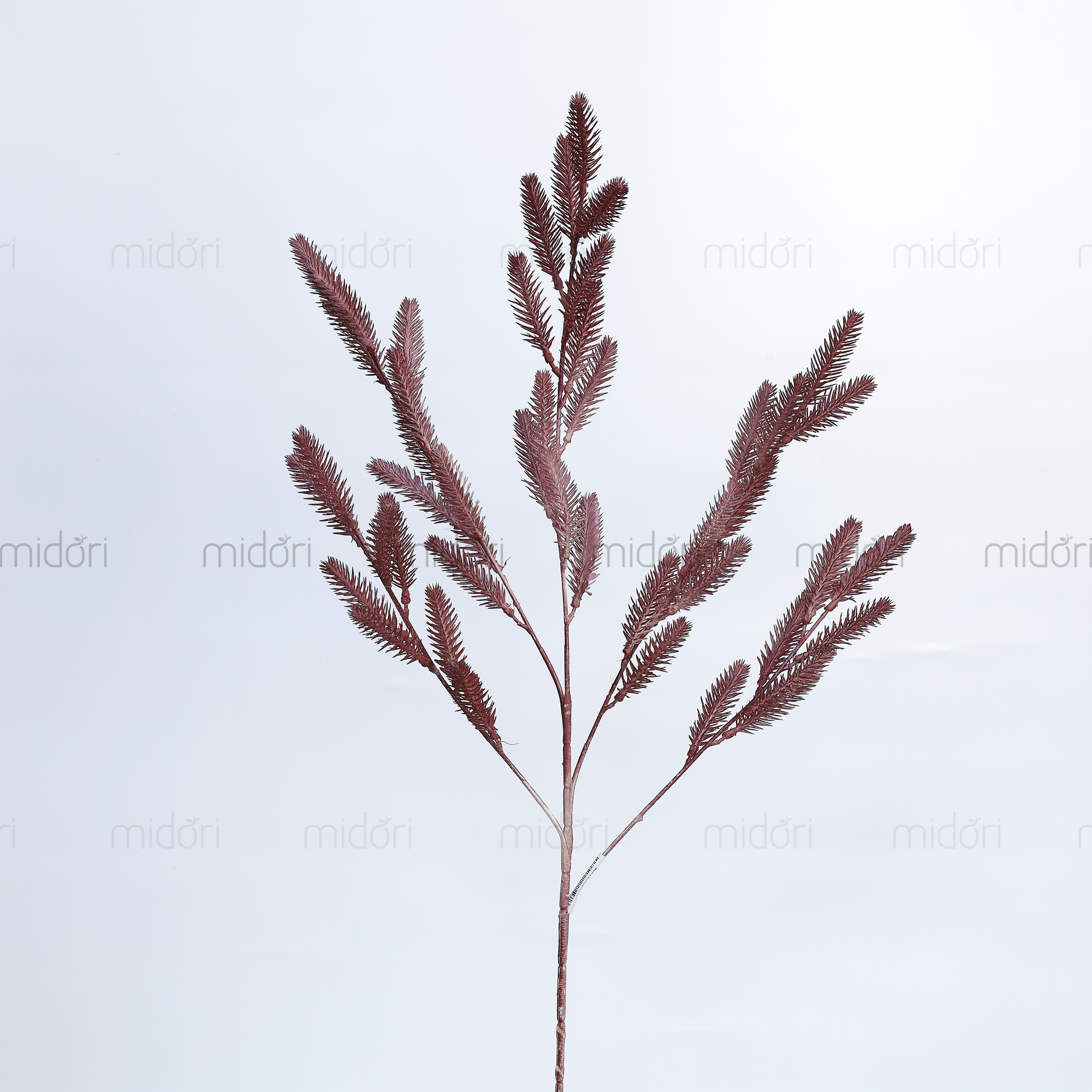 Cành lá thông - MD - Ảnh 6