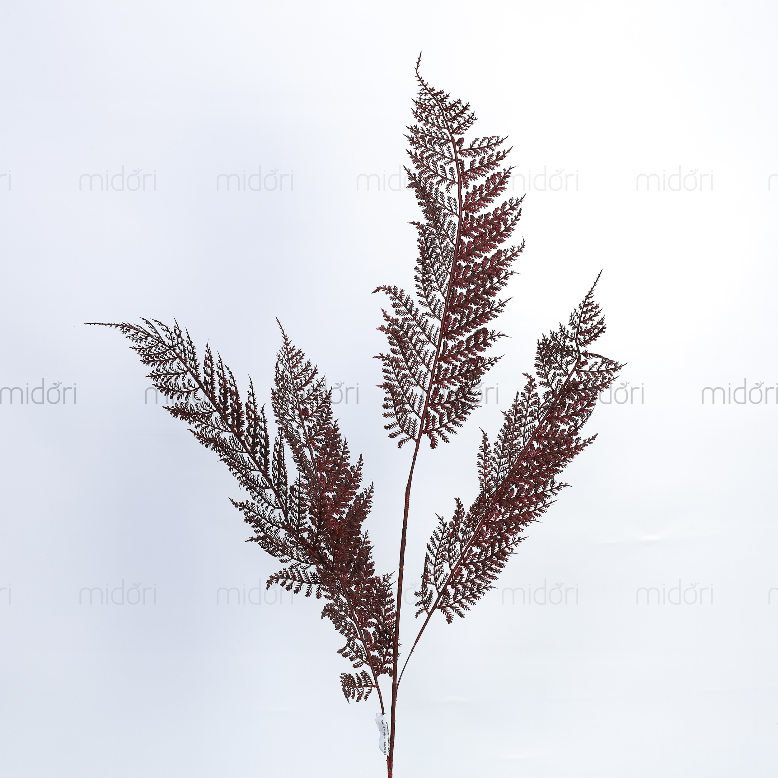 Cành dương xỉ mỏng - MD - Ảnh 3