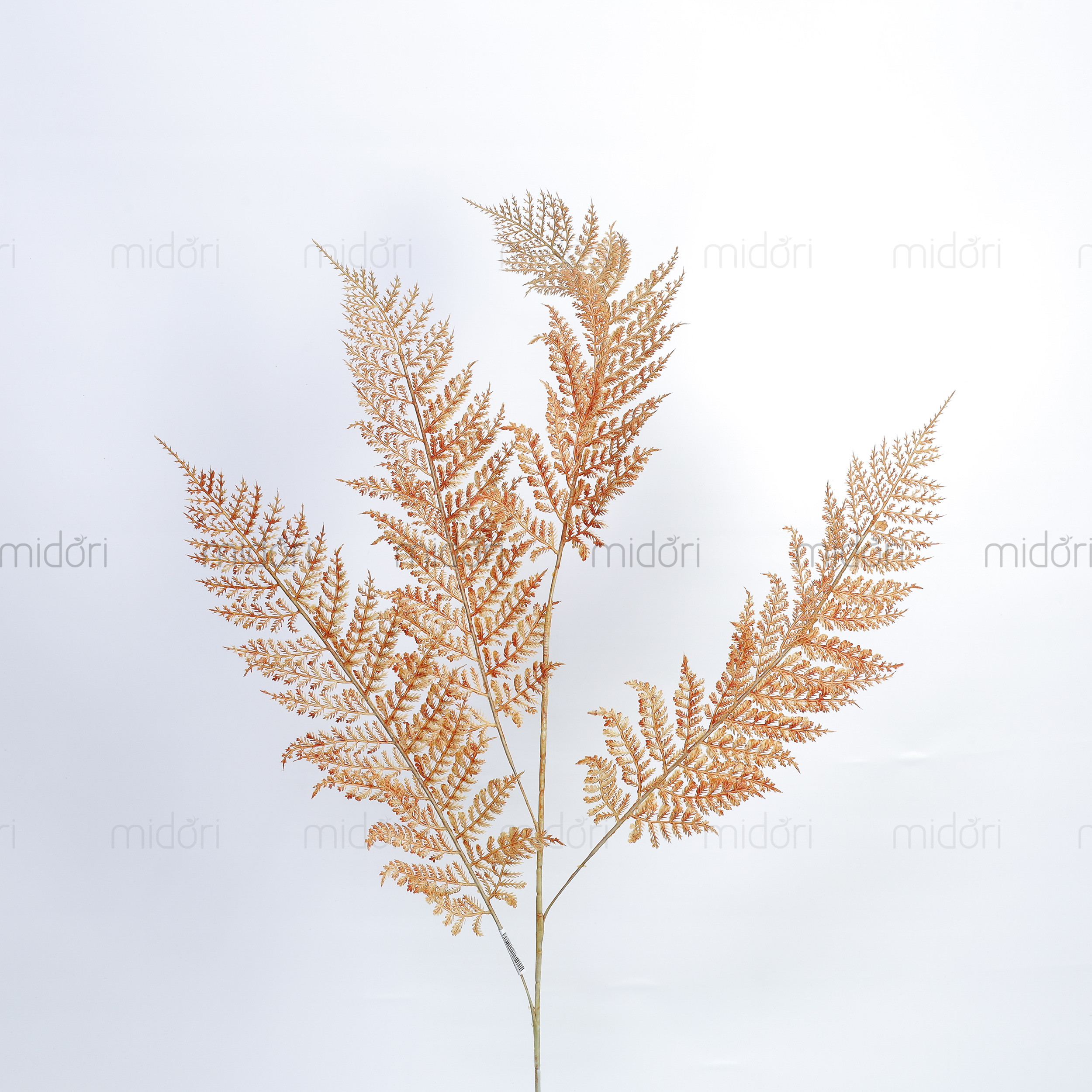 Cành dương xỉ mỏng - MD - Ảnh 4