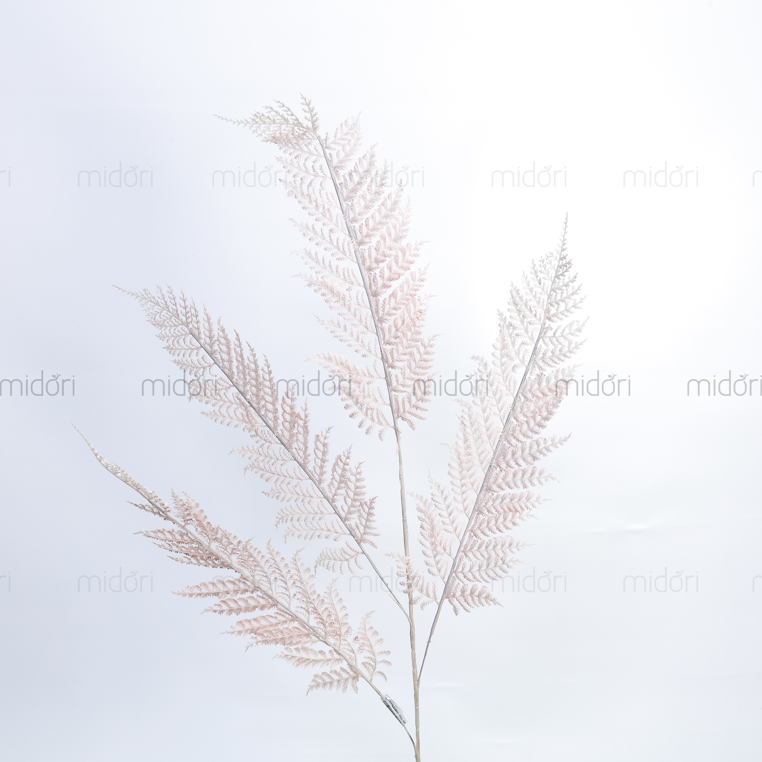 Cành dương xỉ mỏng - MD - Ảnh 5