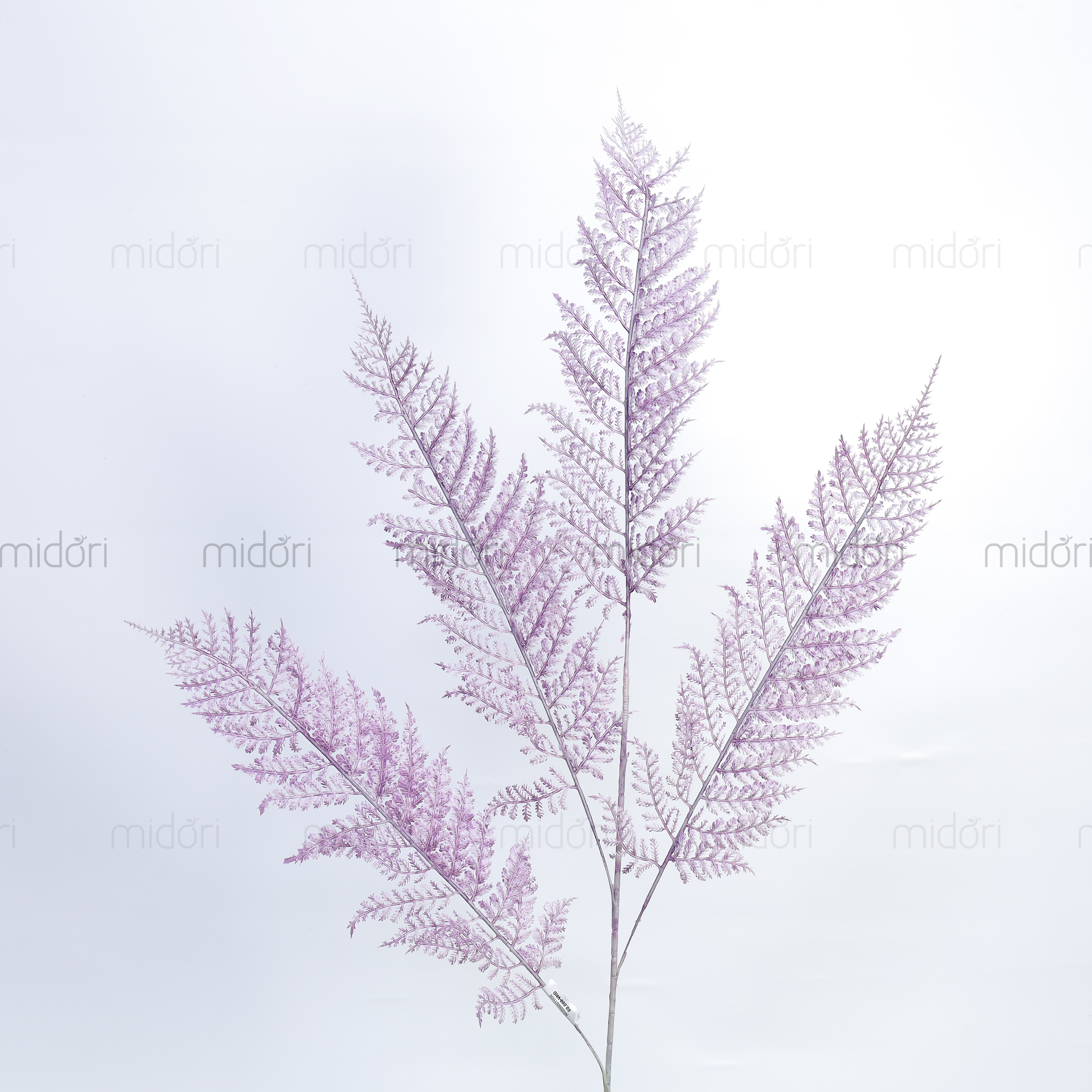 Cành dương xỉ mỏng - MD - Ảnh 6