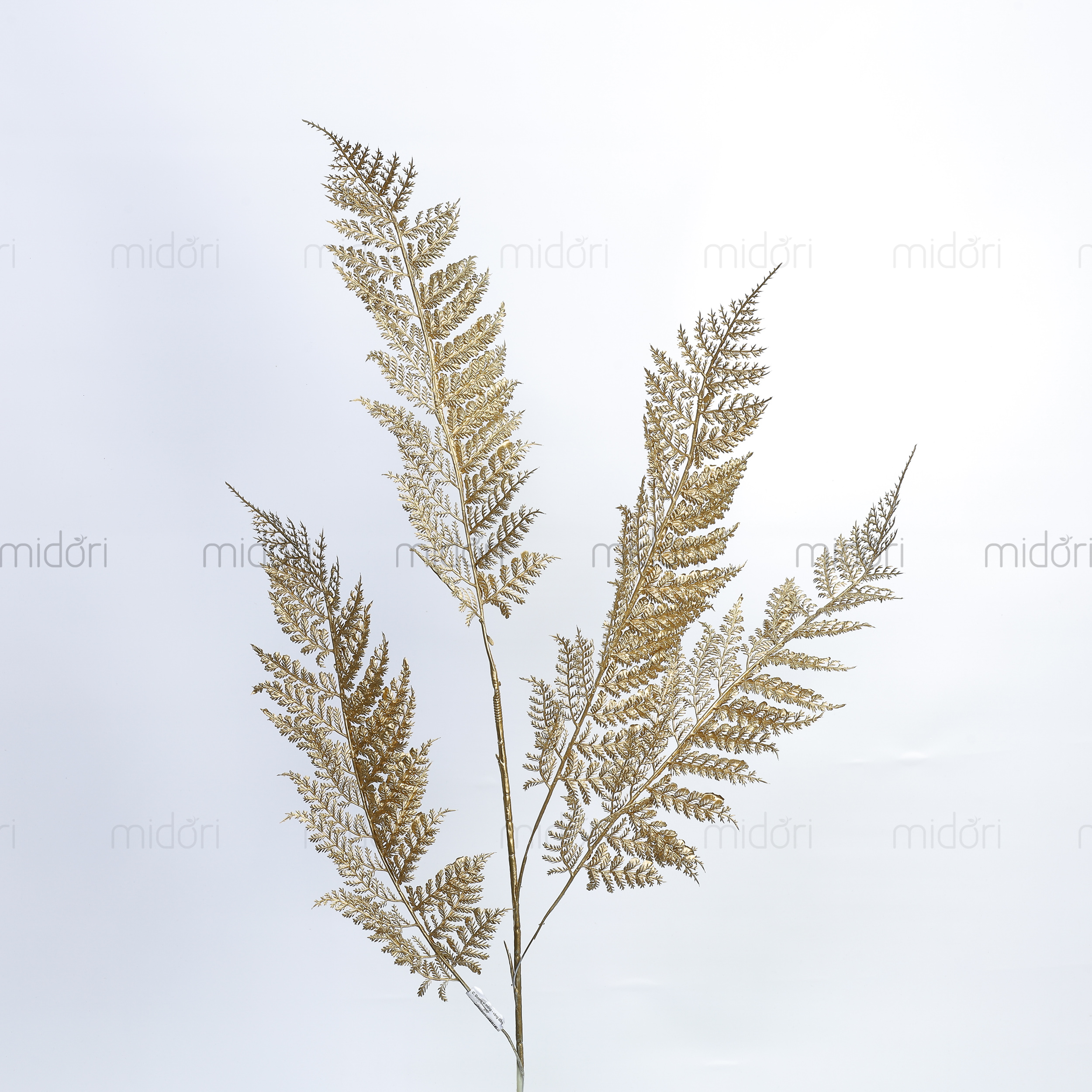 Cành dương xỉ mỏng - MD - Ảnh 7