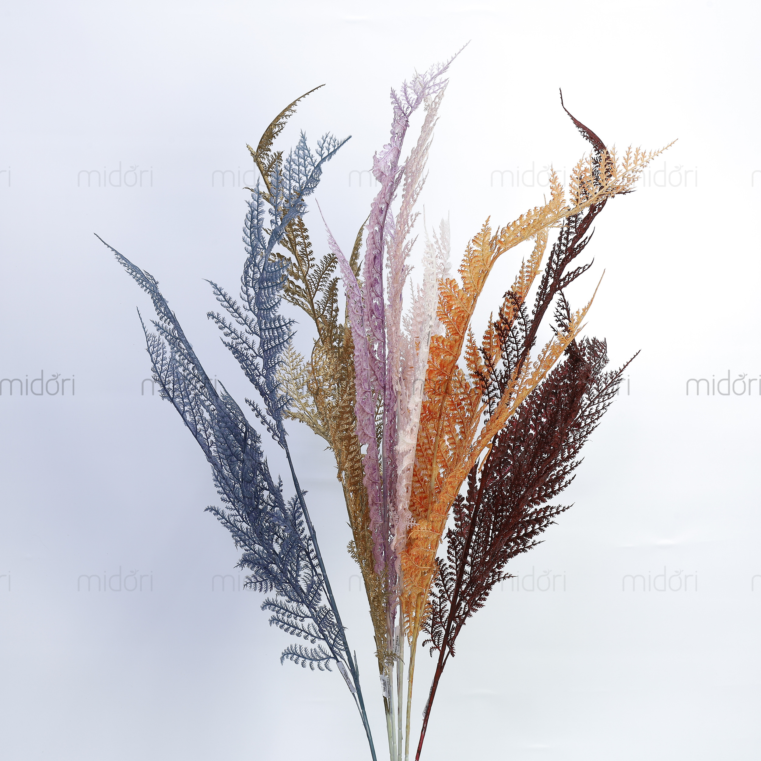 Cành dương xỉ mỏng - MD
