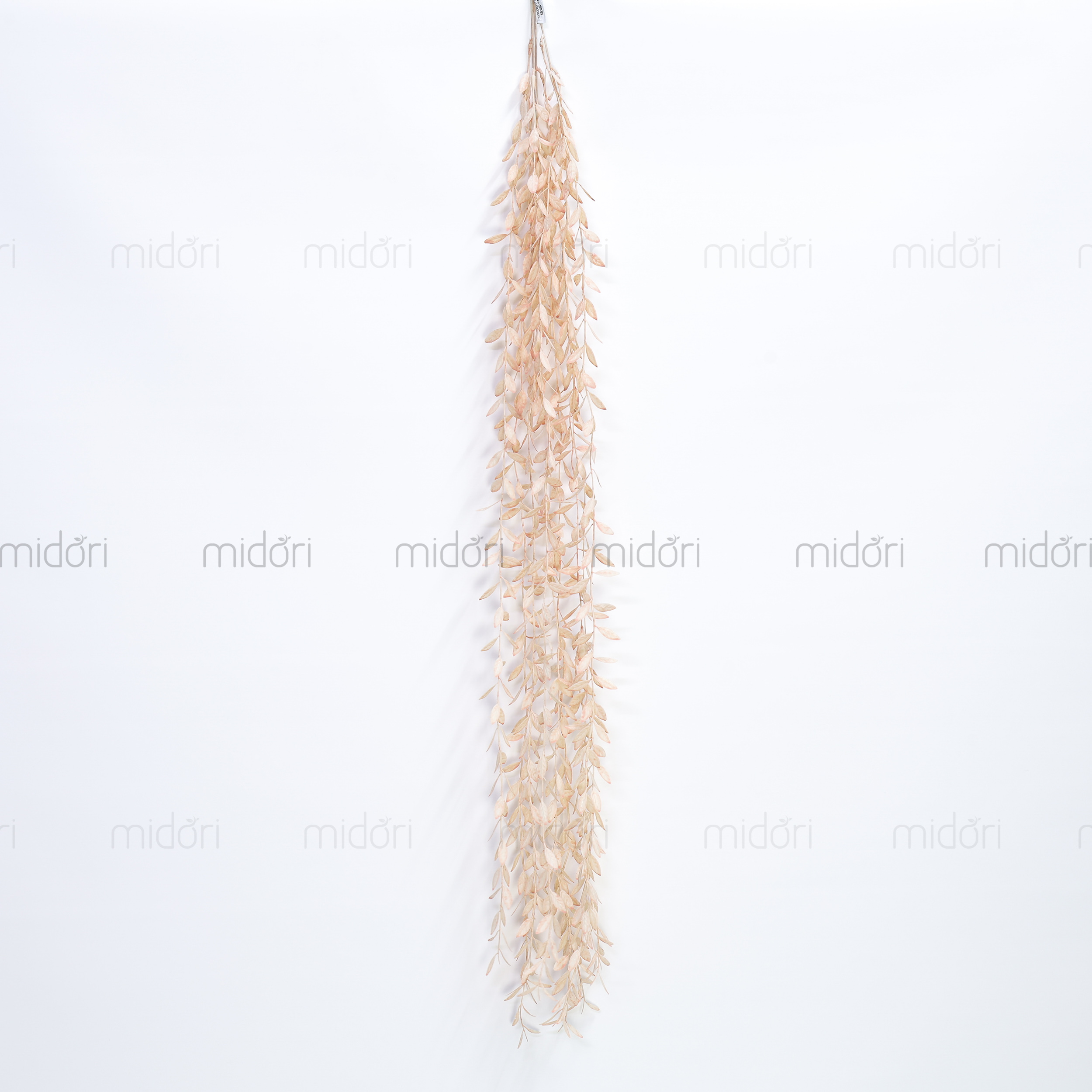 Dây lá ớt rũ - SA - Ảnh 5