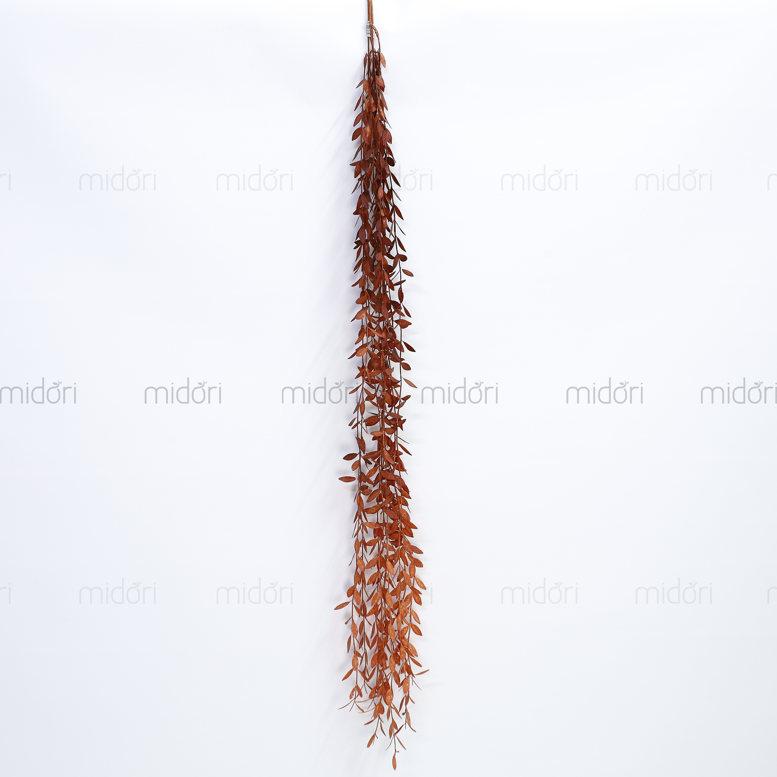 Dây lá ớt rũ - SA - Ảnh 6