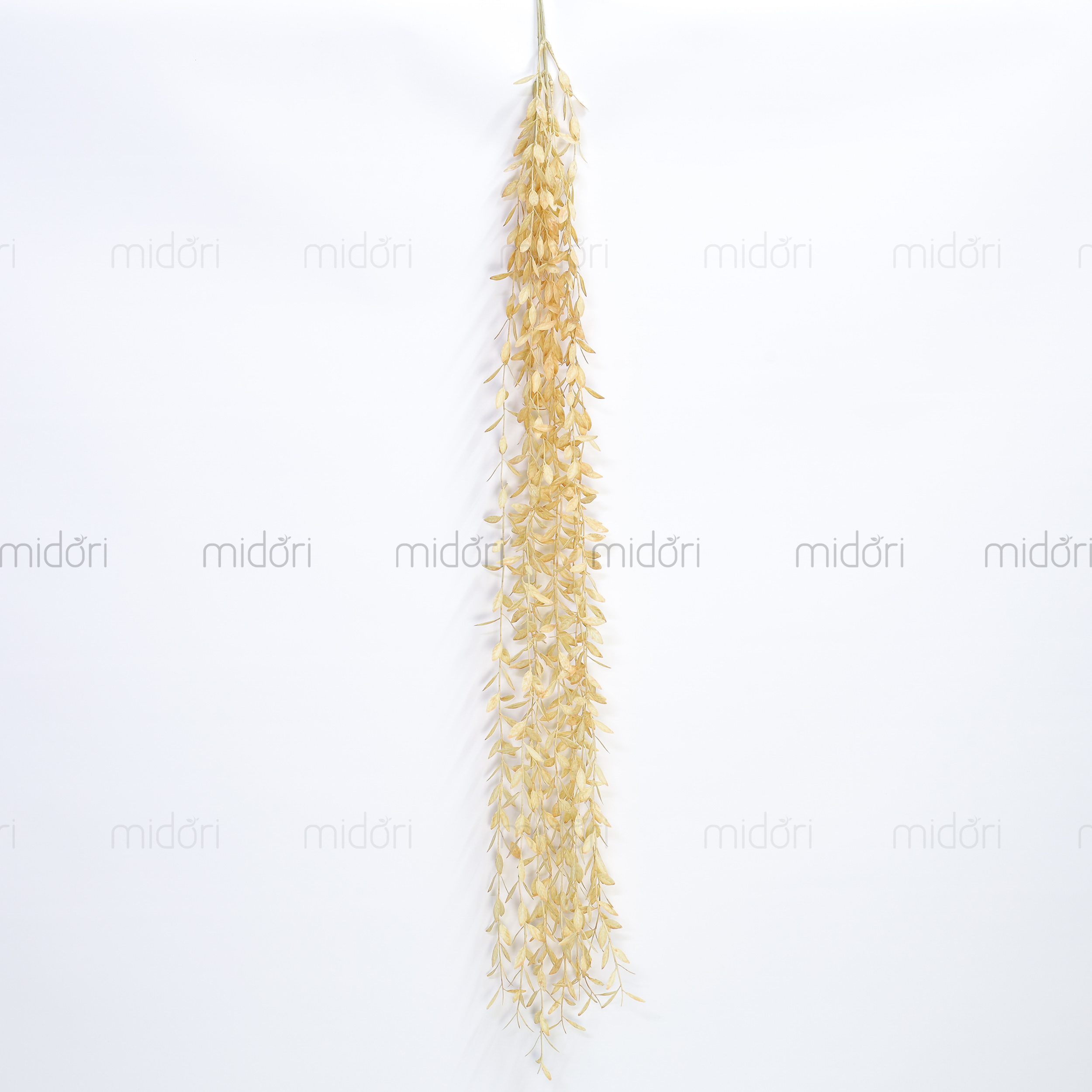 Dây lá ớt rũ - SA - Ảnh 9