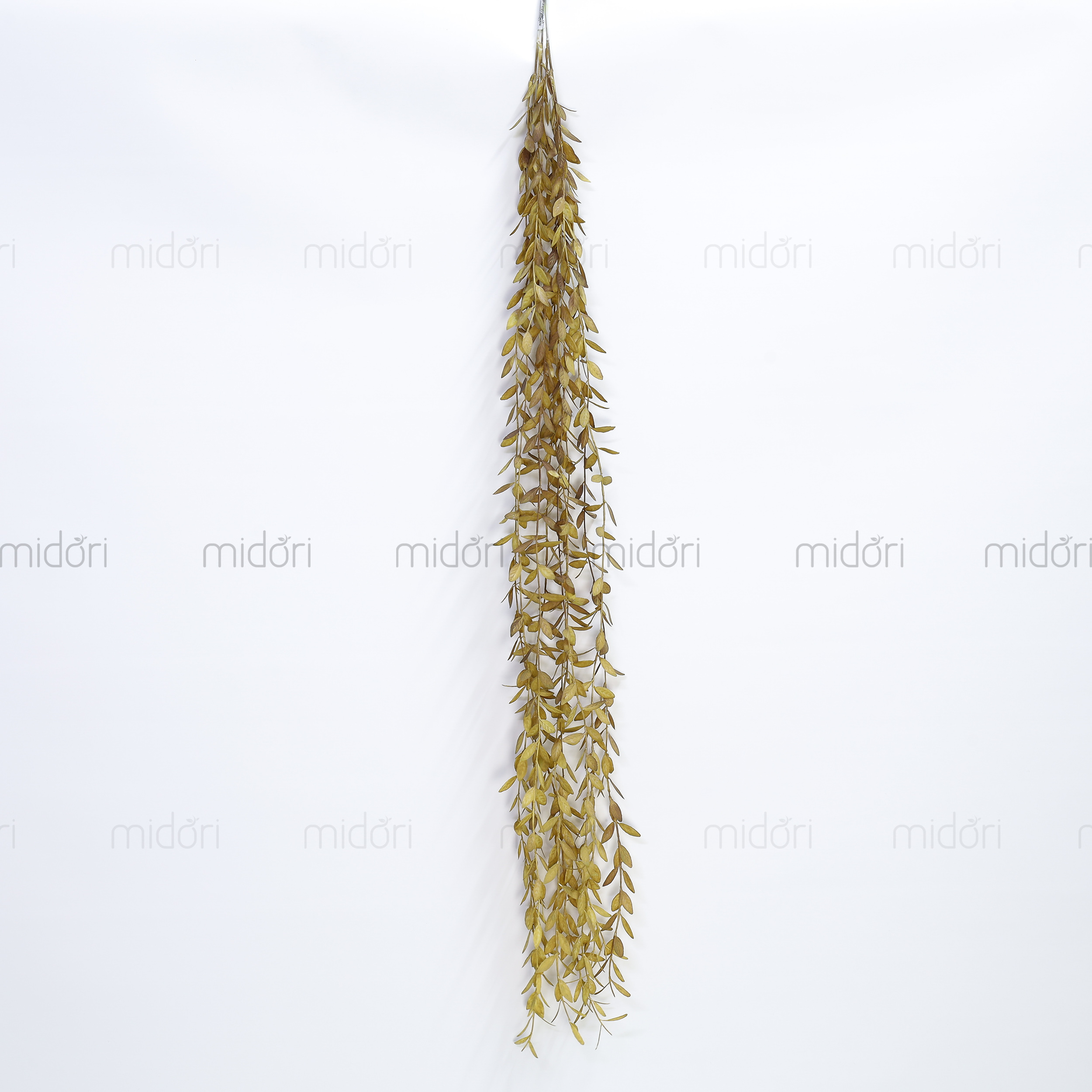 Dây lá ớt rũ - SA - Ảnh 10