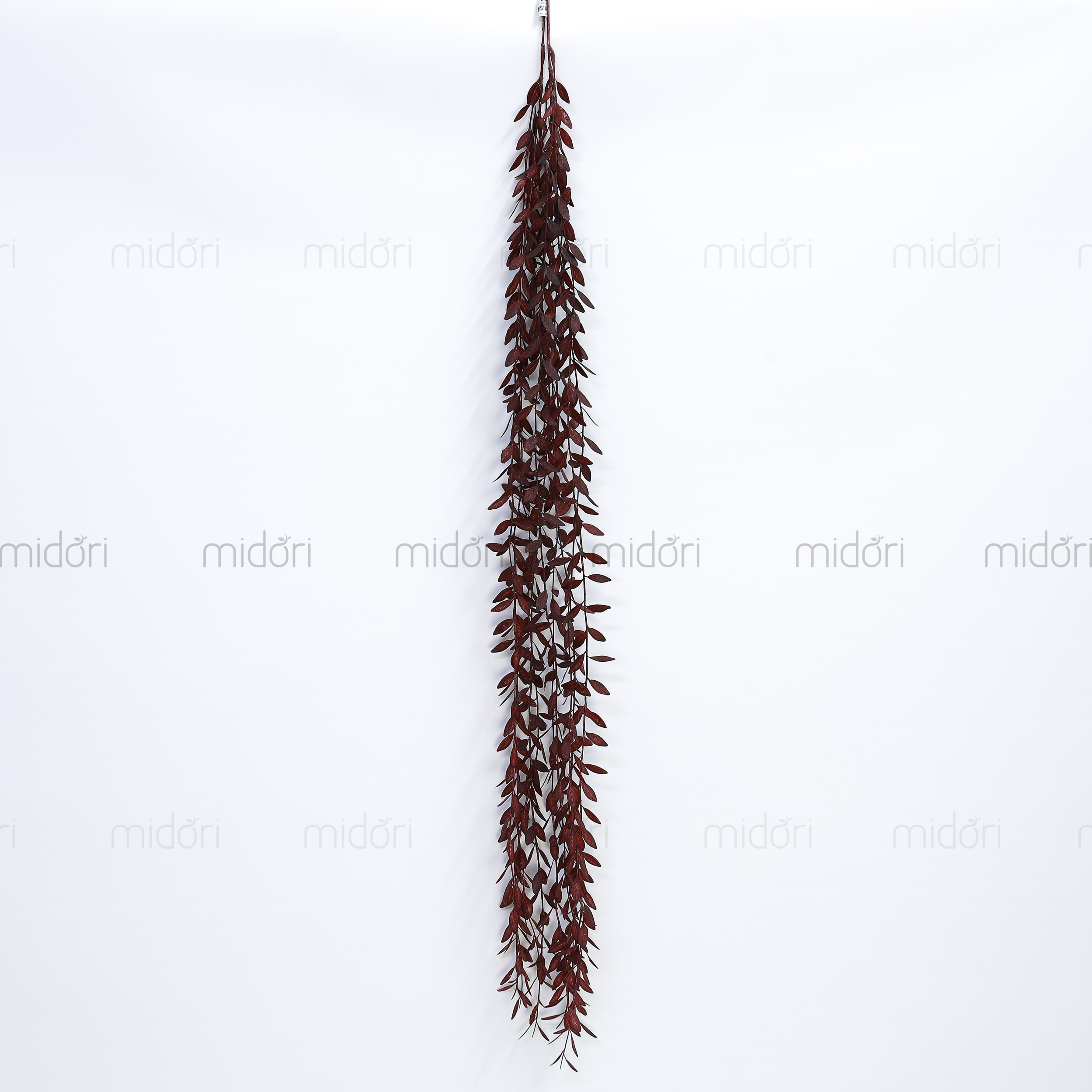 Dây lá ớt rũ - SA - Ảnh 11