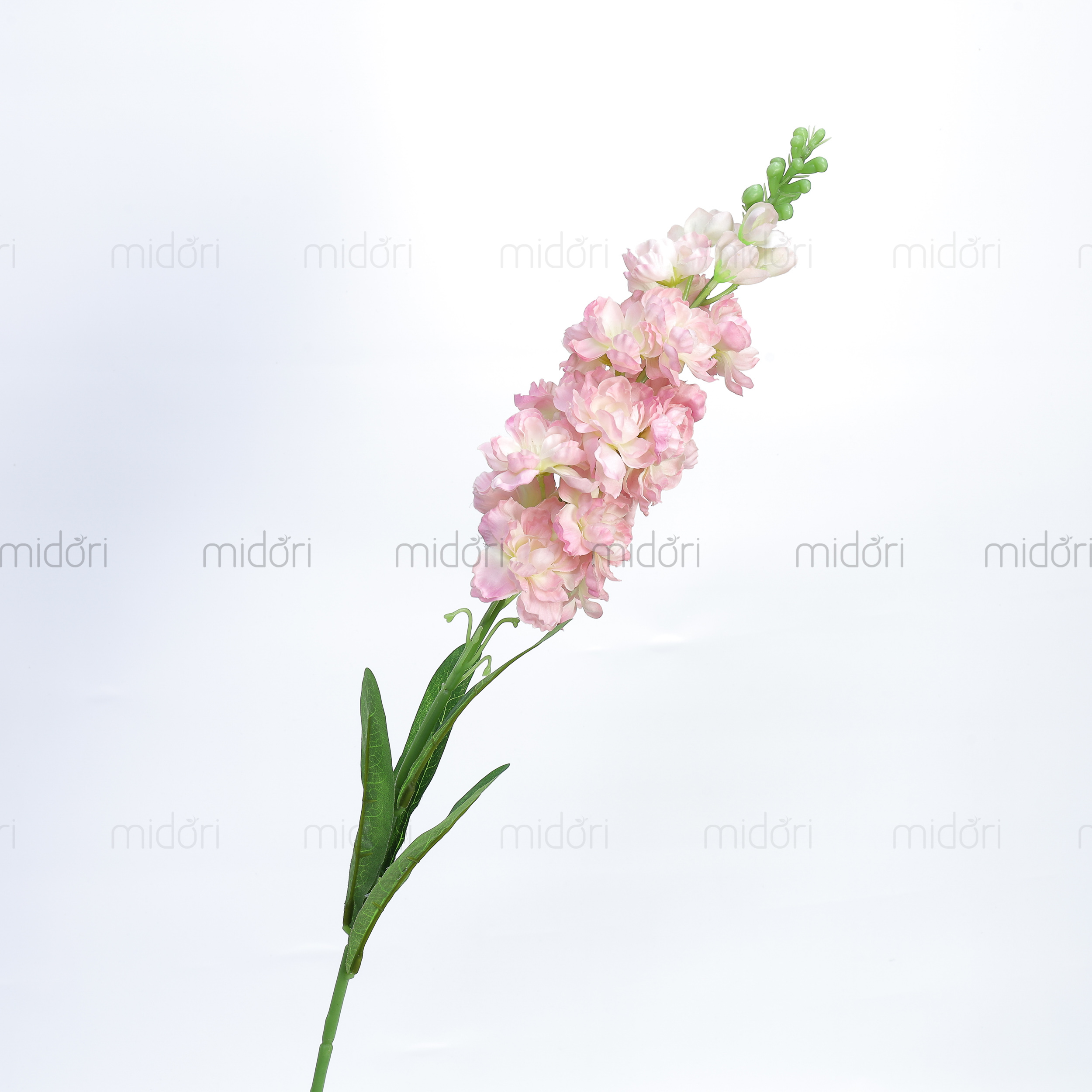 Cành phi yến 1 bông tươi - MD - Ảnh 4