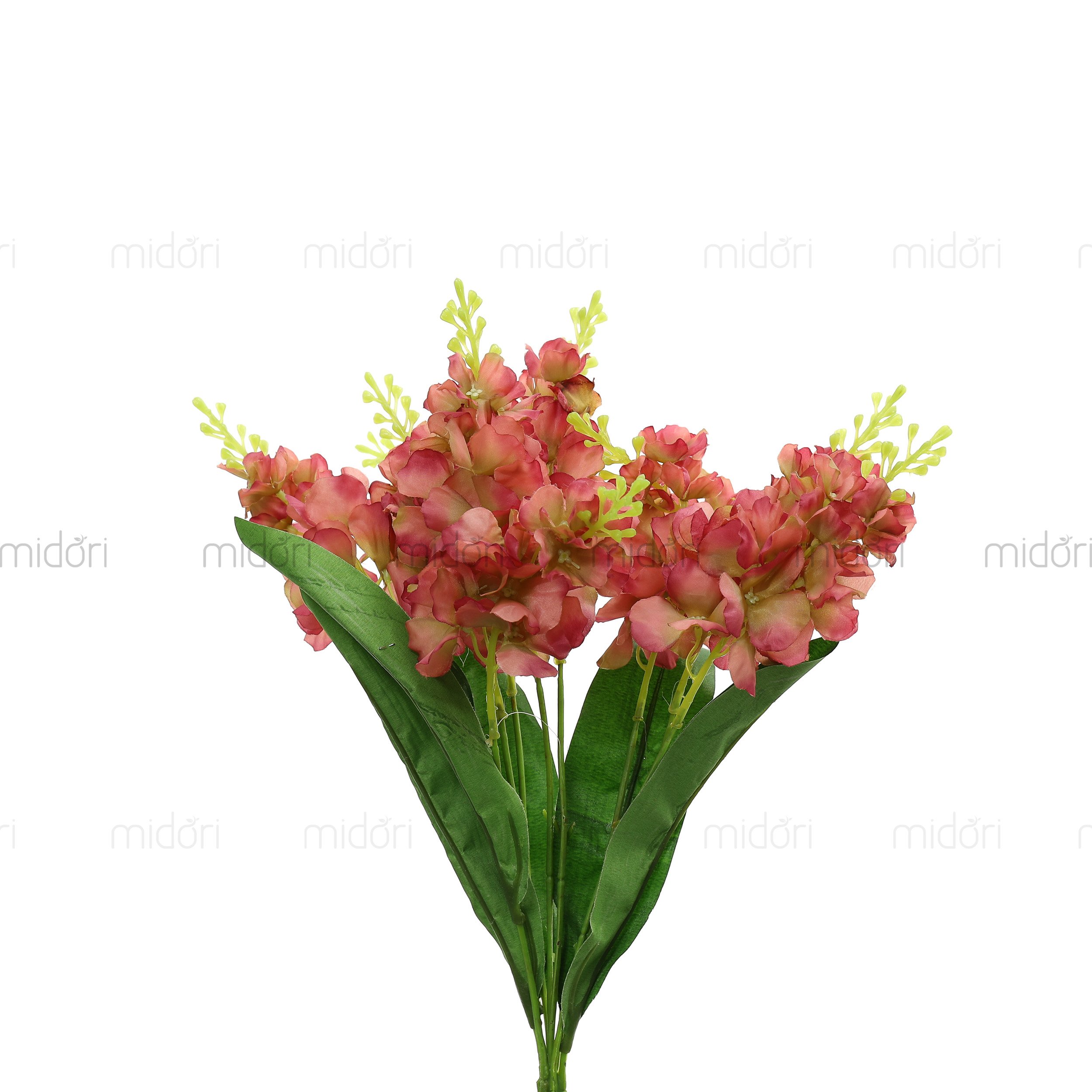 Bụi phi yến - SA - Ảnh 3
