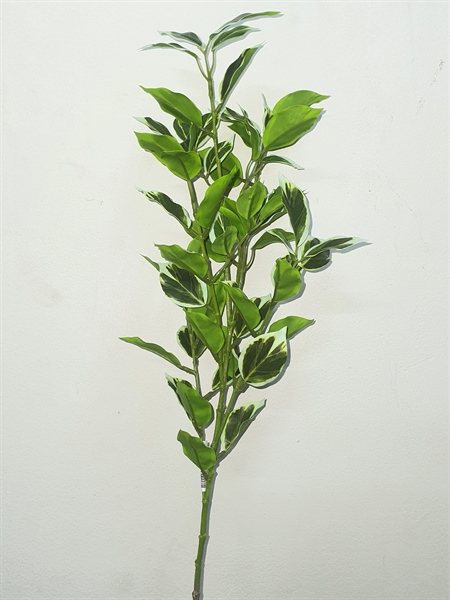 C.Lá chanh - DU