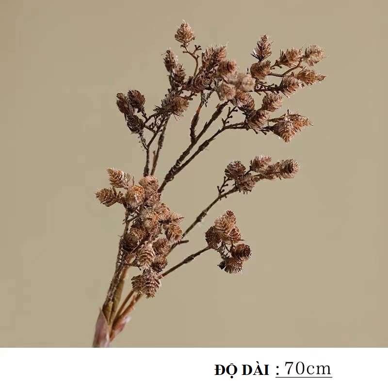 C. Trái thông nhí - XIN