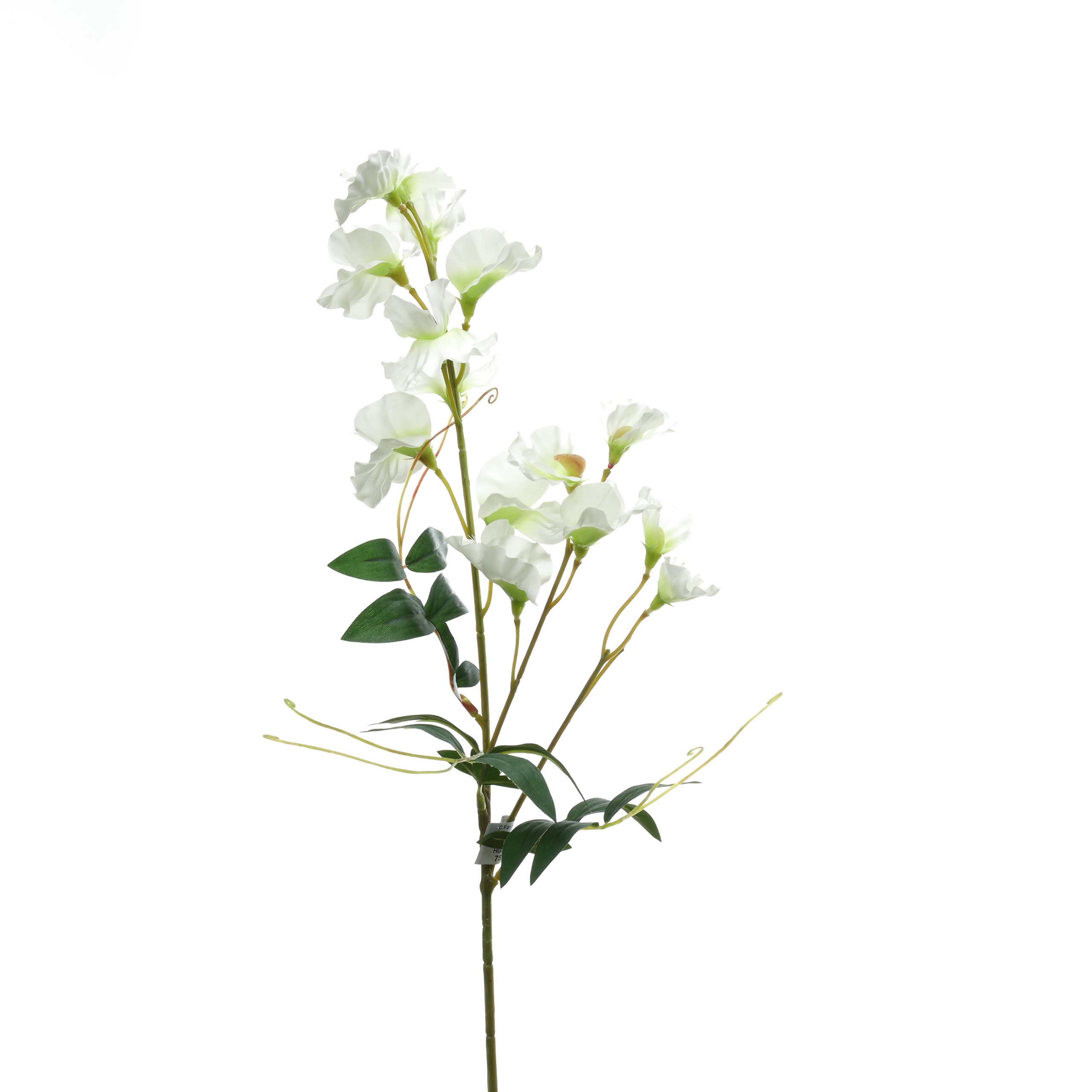 C.Fan xê - XIN - Ảnh 3