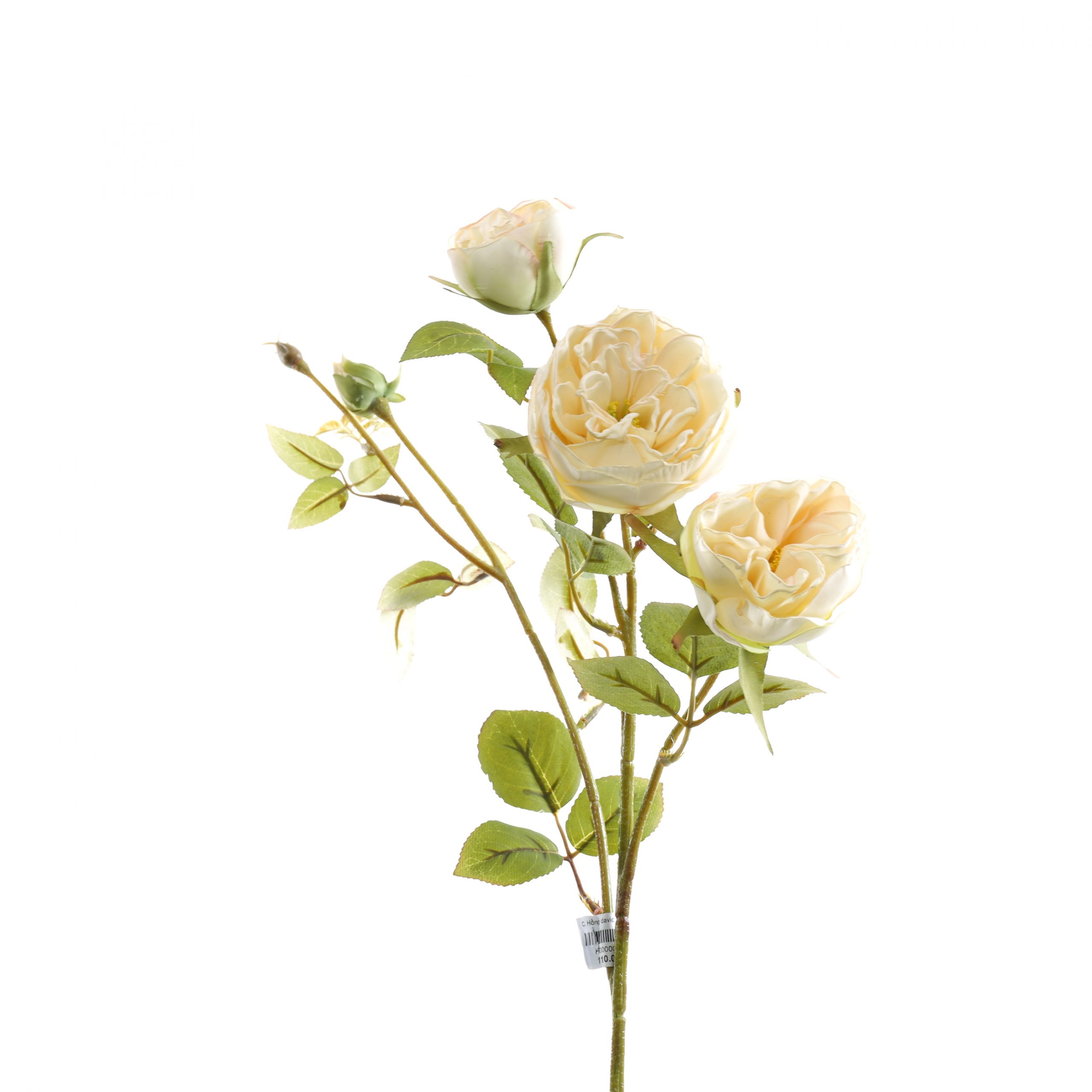 C. Hồng david 3b - XIN - Ảnh 10