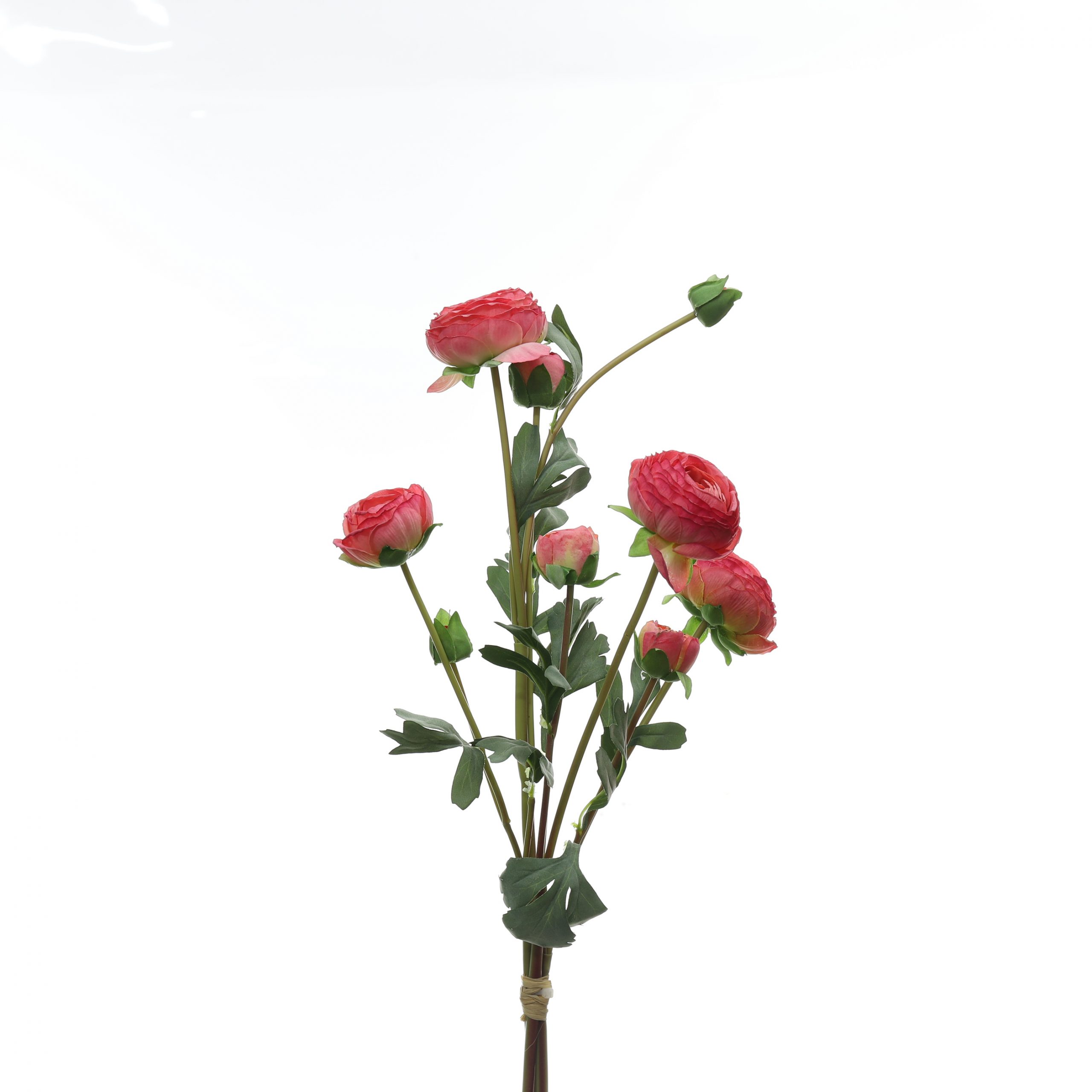 Bó mao lương - XIN - Ảnh 4