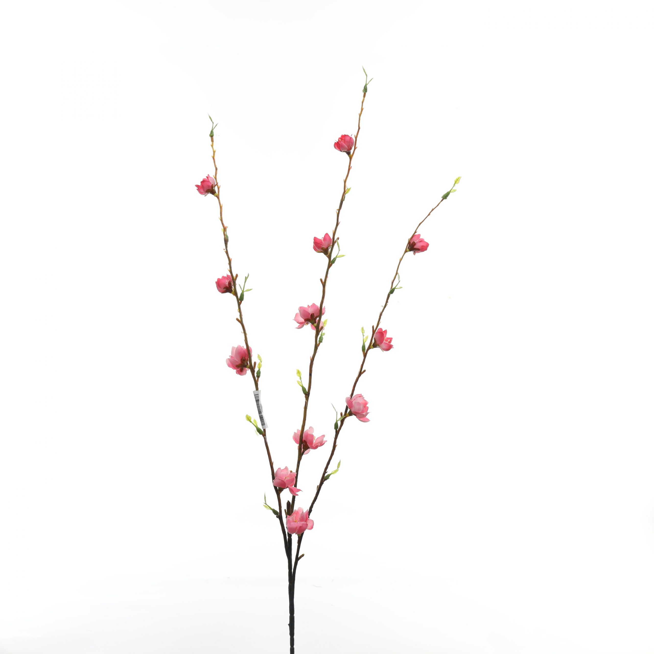 C. Đào lá non - XIN - Ảnh 3