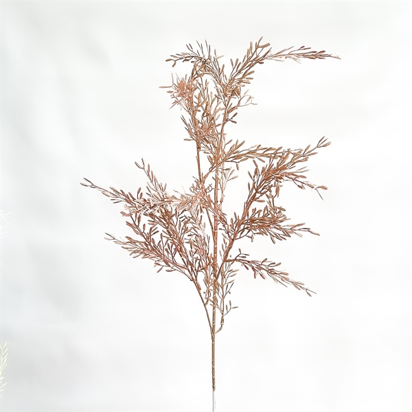C.Thiên môn màu - RE - Ảnh 5