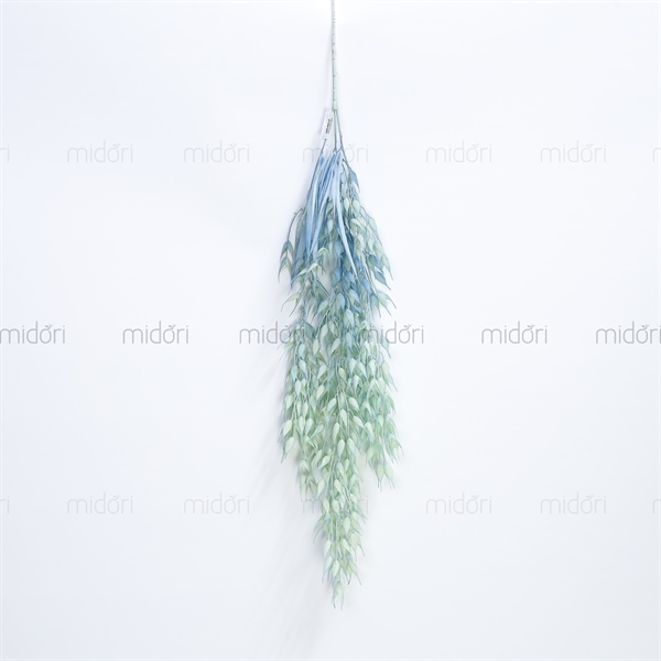 Móng cọp rũ - SA - Mẫu 2