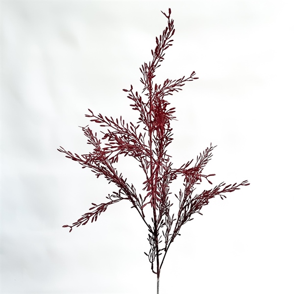 C.Thiên môn màu - RE - Ảnh 6