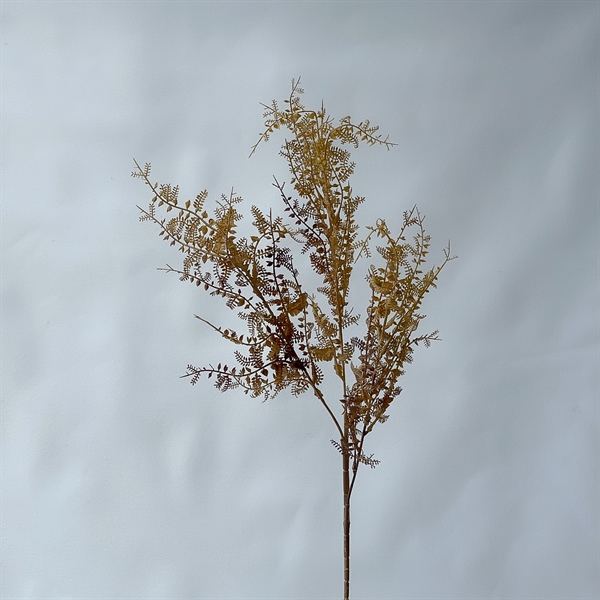 C. Dương xỉ nhuyễn - SA - Ảnh 2