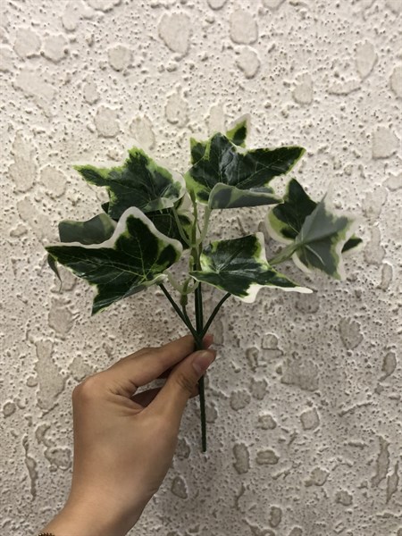 B. Ivy viền trắng nhỏ - RM