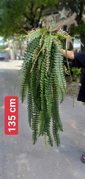B.Dương xỉ đại 1m35 - DU