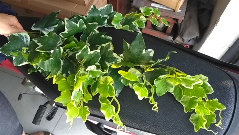 B.Ivy rũ - viền trắng - NA