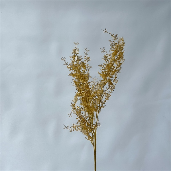 C. Dương xỉ nhuyễn - SA - Ảnh 5