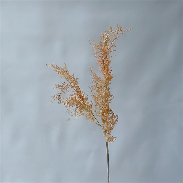 C. Dương xỉ nhuyễn - SA - Ảnh 3
