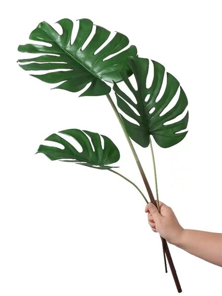 C.Trầu bà nam mỹ S - XIN