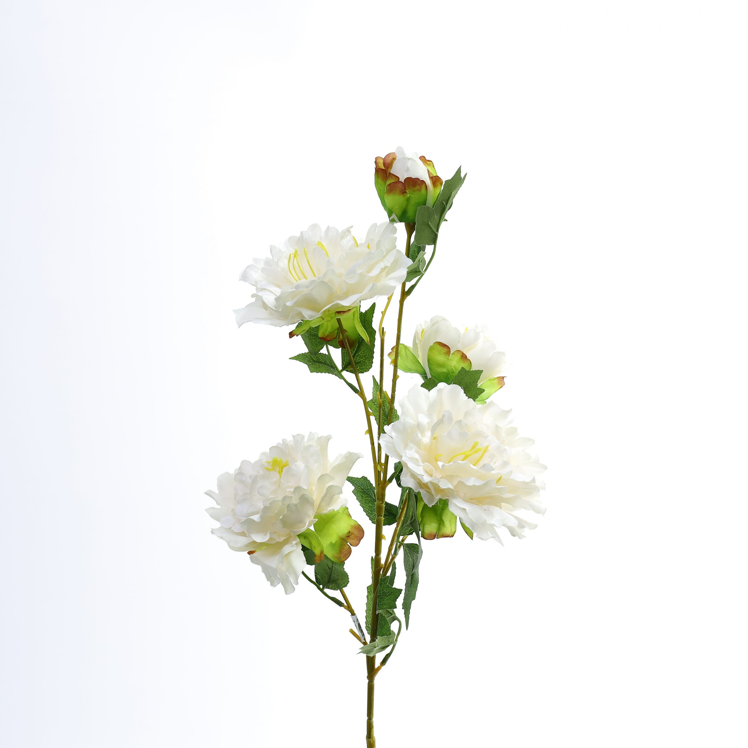 C.Mẫu đơn 4b1n - SA - Ảnh 2