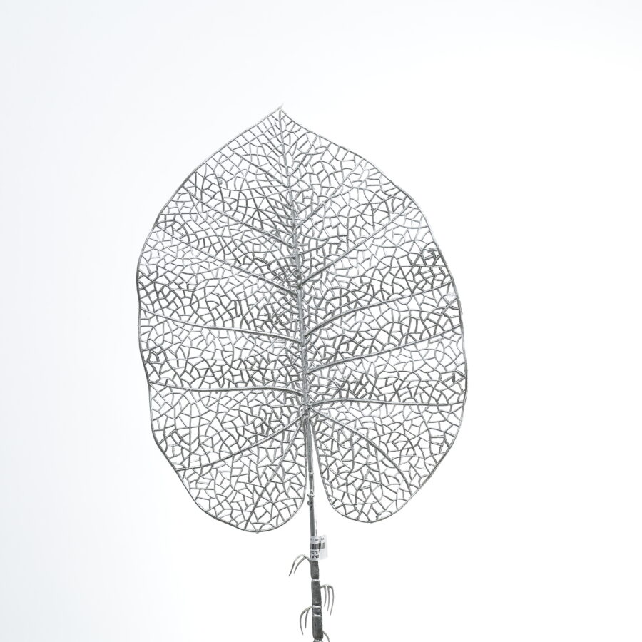 C. Mai rùa lưới - SA