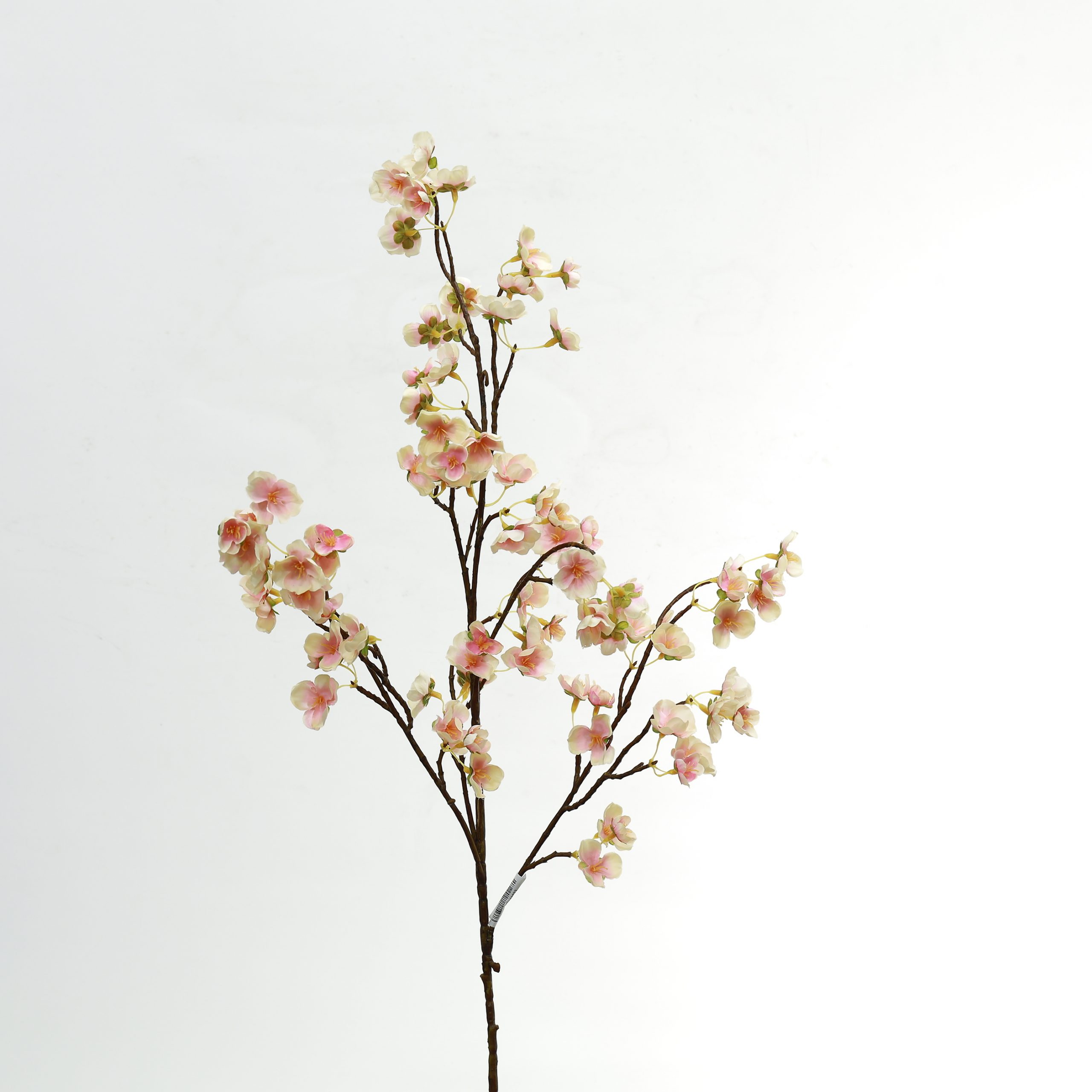 C.Đào nhí - SA - Ảnh 3