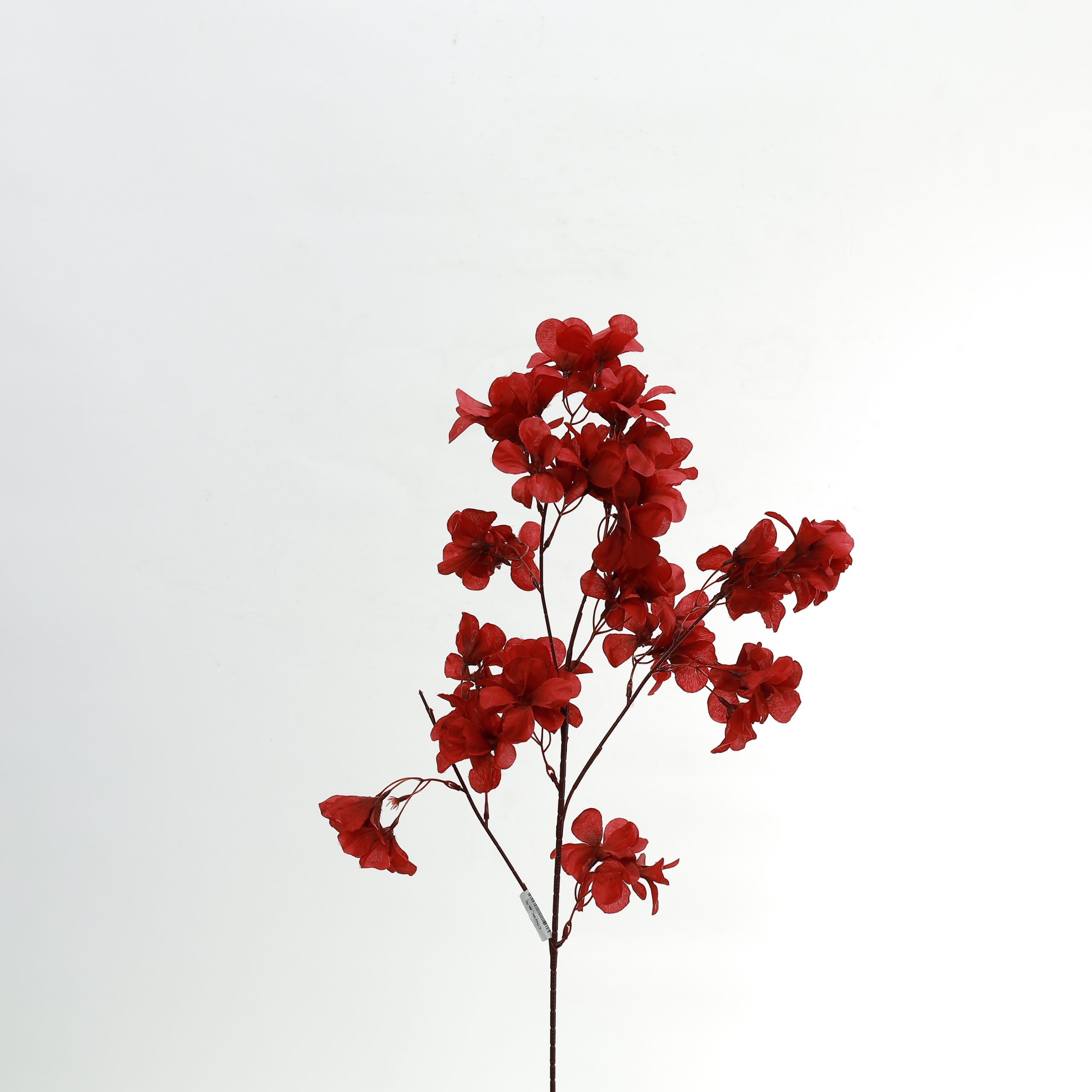 C.Thủy tiên - TC - Ảnh 5