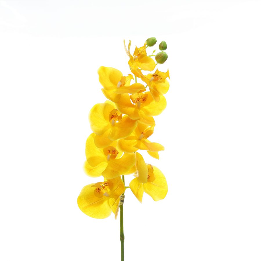 C. Lan hồ điệp 9b - Vàng - RM
