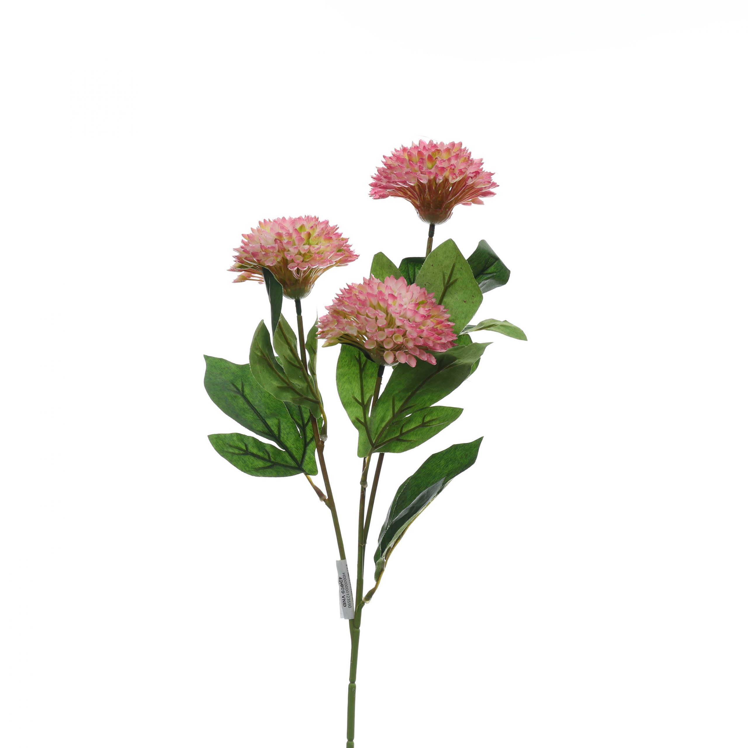 B, Thược dược tổ ông nhỏ - HN - Ảnh 2