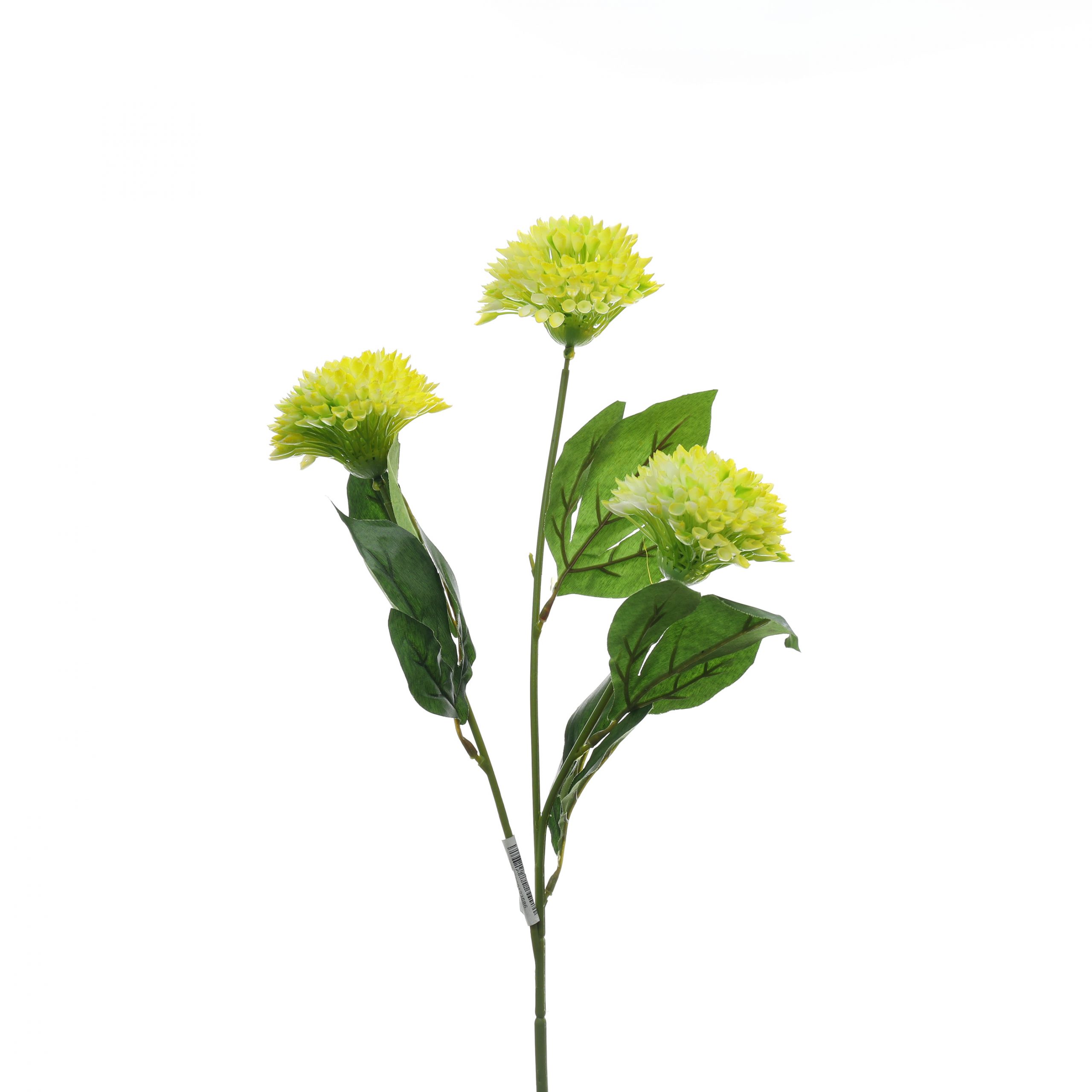 B, Thược dược tổ ông nhỏ - HN - Ảnh 3