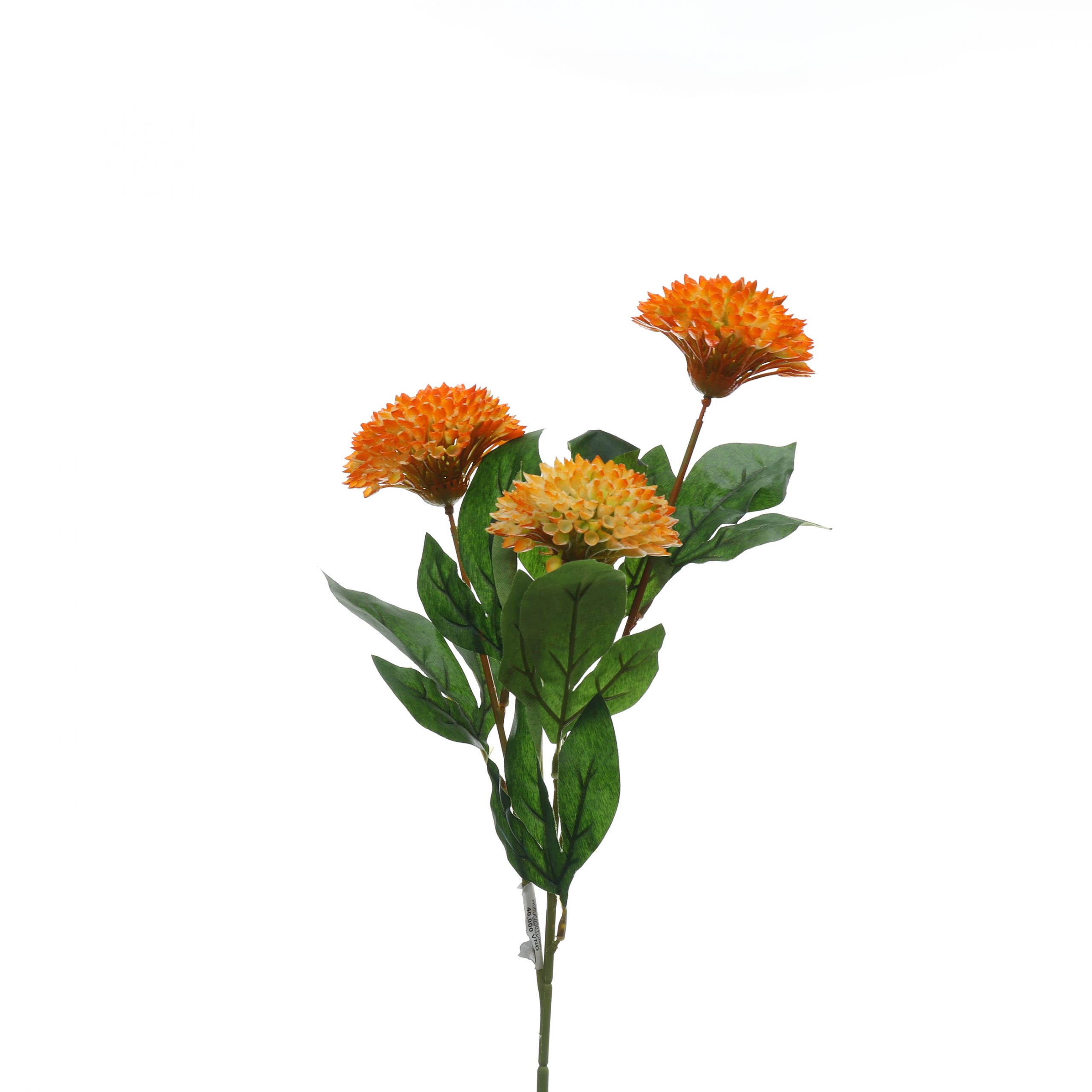 B, Thược dược tổ ông nhỏ - HN - Ảnh 4