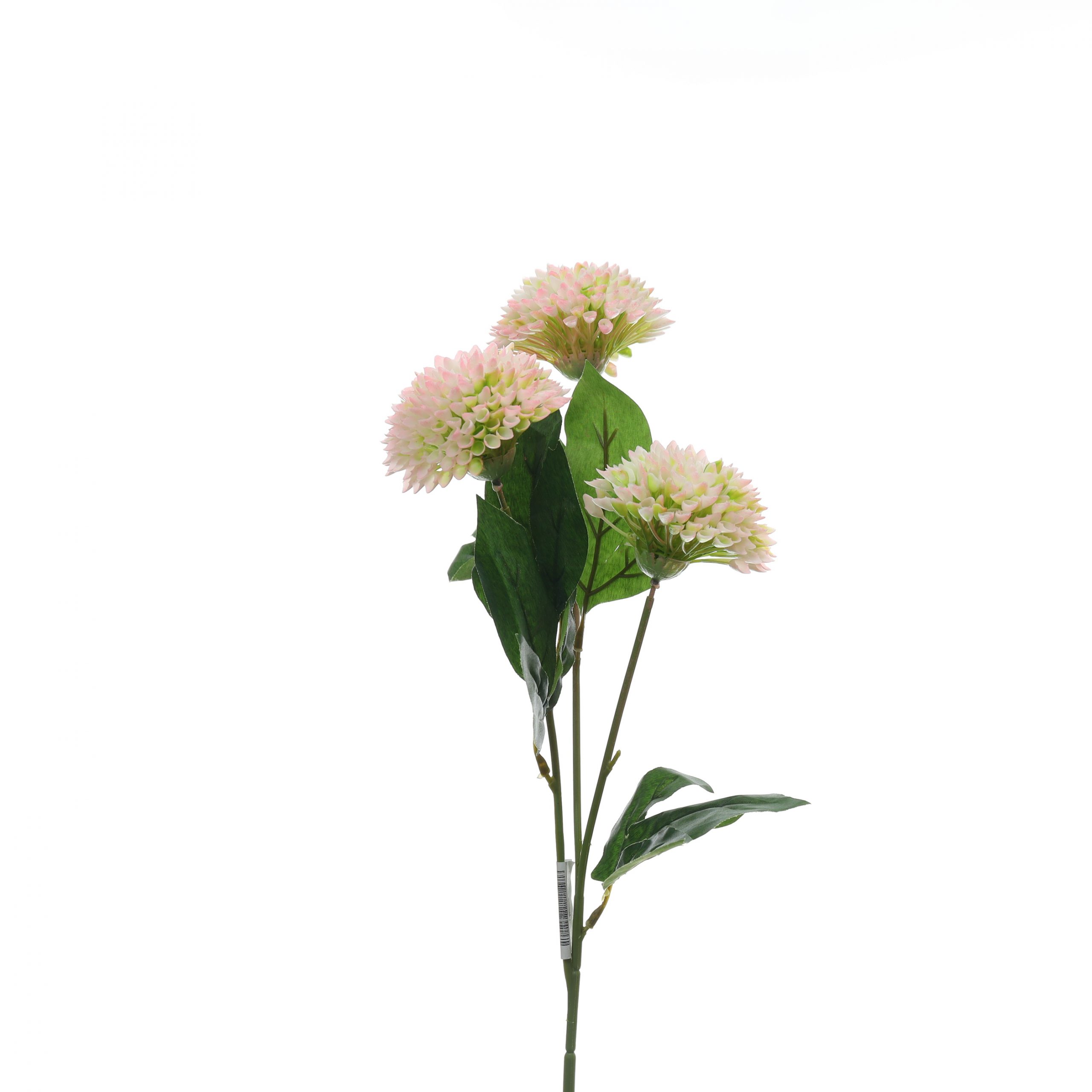 B, Thược dược tổ ông nhỏ - HN - Ảnh 5