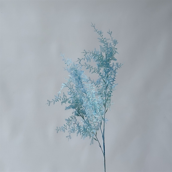 C. Dương xỉ nhuyễn - SA - Ảnh 6